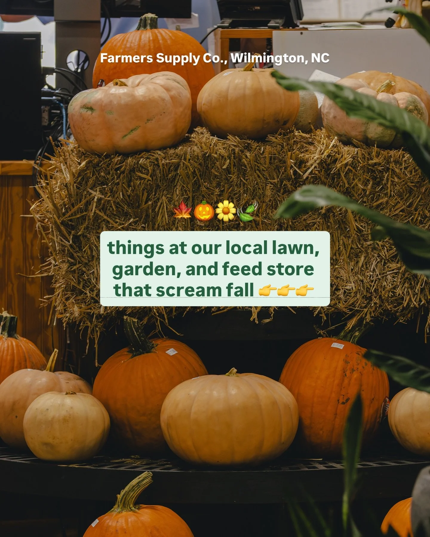 All the fall inspired stuff you&rsquo;re going to want to get your hands on this season. 👉

Which one are y&rsquo;all stopping by to grab?! 🤔

#fall #gardenstore #wilmingtonnc #downtownwilmington