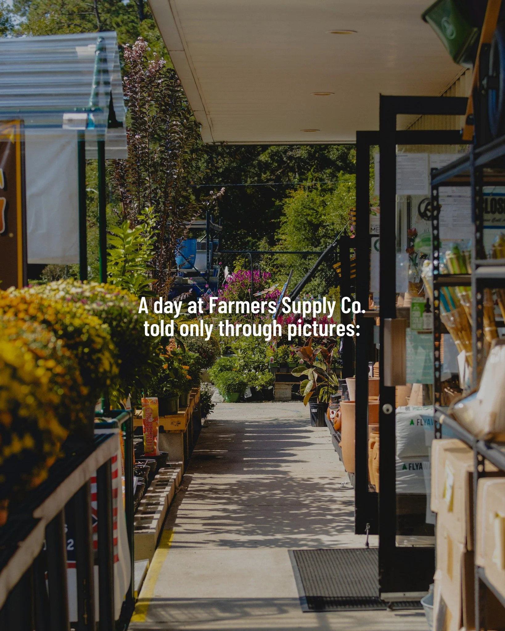From chatting with y&rsquo;all at the seed counter, to pruning and watering plants out back, to helping folks pick out everything from a new fern to a toy for their pup. Just another good day here at Farmers. 😌🌱

#gardenstore #wilmingtonnc #downtow