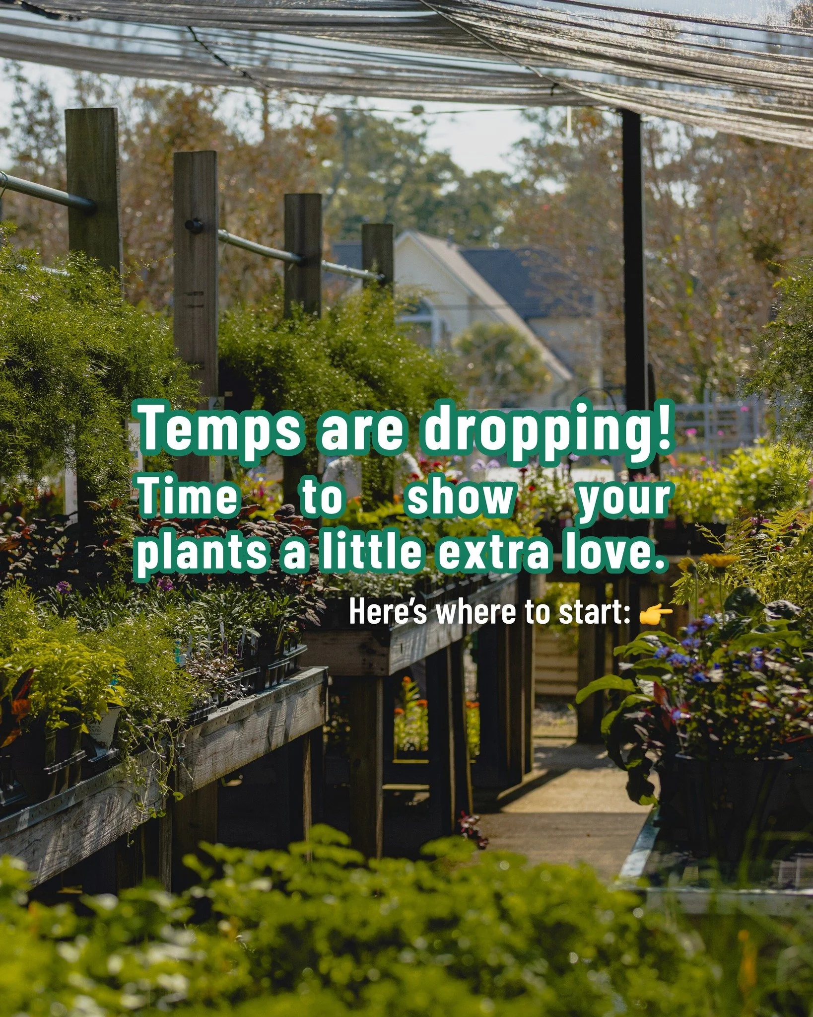Cold&rsquo;s rolling in, y&rsquo;all. 🥶 

Keep your plants cozy and happy with a few easy tips from the pros. Come by the shop if you need mulch, covers, or just some good ol&rsquo; fashioned advice. 🌿

#gardenstore #wilmingtonnc #downtownwilmingto