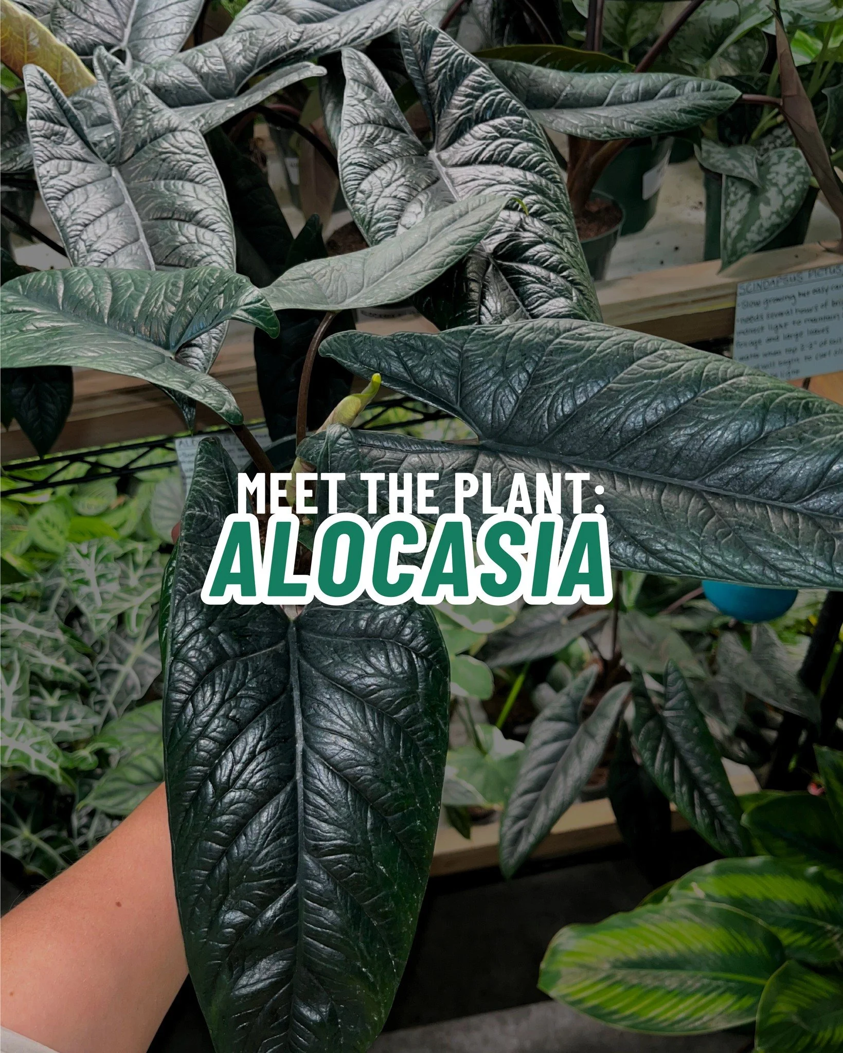 Who wouldn&rsquo;t want a plant with a nickname like Elephant Ear? 🧐 The Alocasia might look fancy, but she&rsquo;s not too hard to keep happy once you know her ways! 

WHAT TO KNOW:
☀️ Loves bright, indirect light
💧 Water when the top couple inche