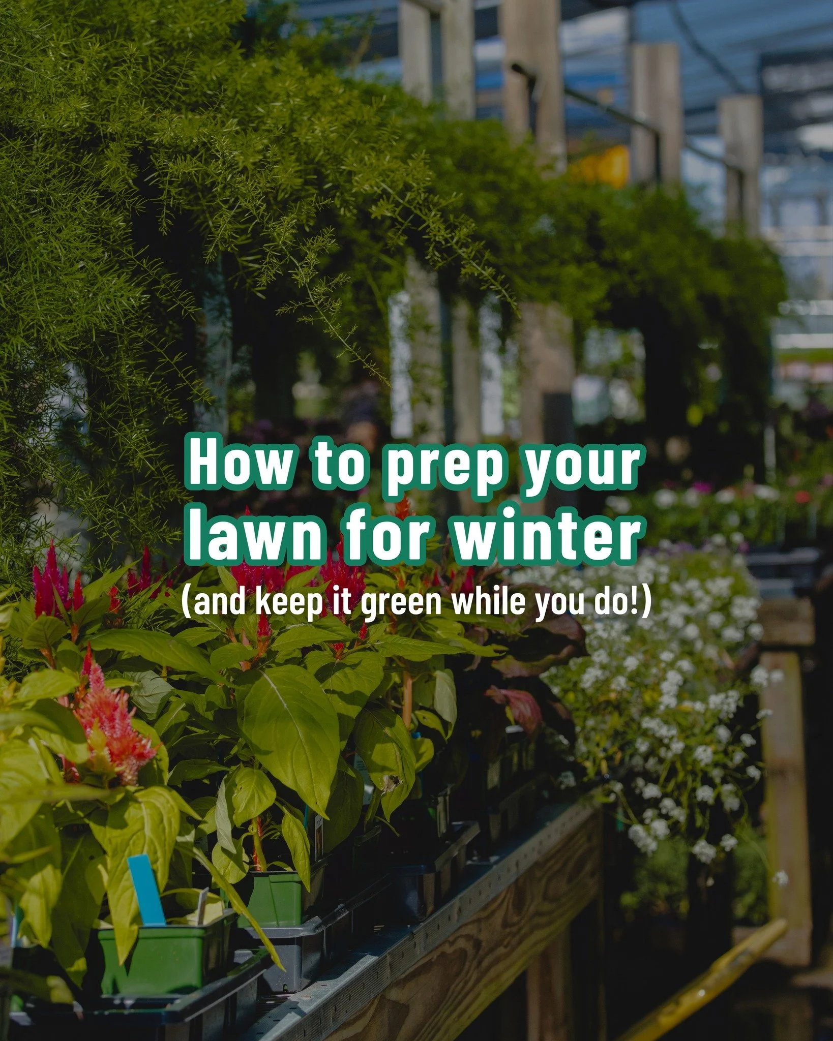 Want that green lawn to stick around through winter? Then rye grass is the way to go. 😎🌿

We carry both annual and perennial rye, plus everything else you&rsquo;ll need to keep your lawn ready for spring. If you prefer a dormant lawn, just stick wi