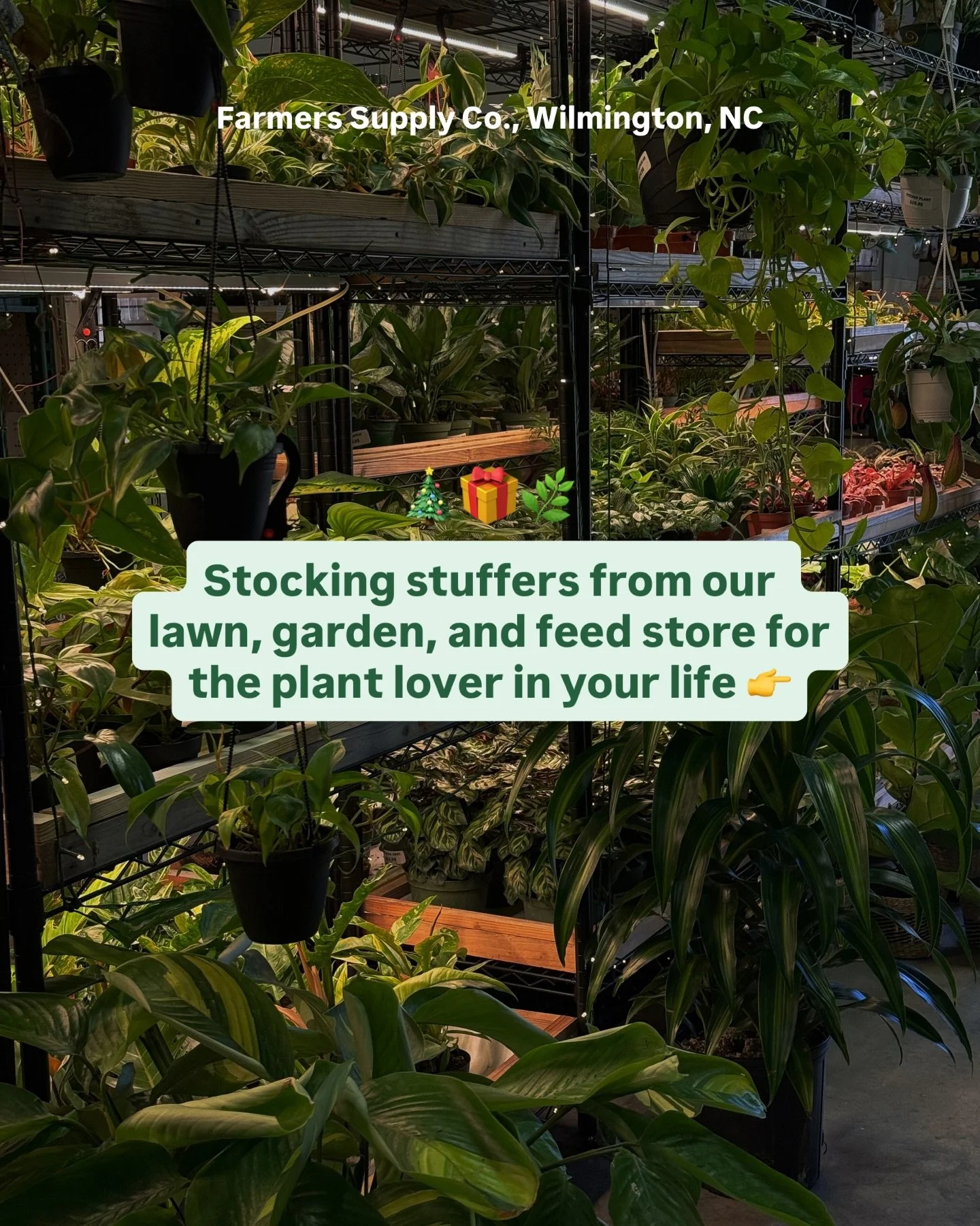 Hard to believe, but the holidays&rsquo;ll be here before you know it. 🌲

Swing by and grab a few things for the plant people on your list. We&rsquo;ve got plenty of gifts that&rsquo;ll make &rsquo;em smile. 😎

#holidays #gardenstore #wilmingtonnc 