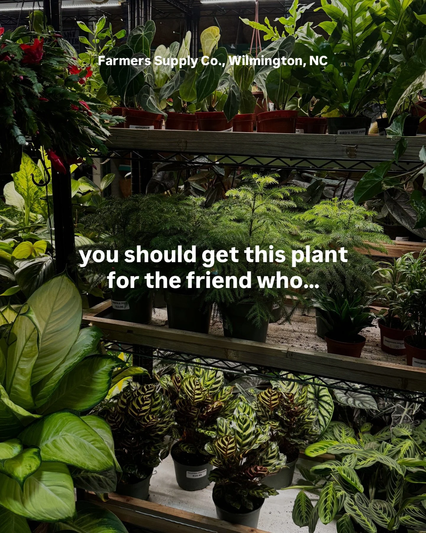 Every friend&rsquo;s got their own vibe, and lucky for y&rsquo;all, every plant does too! 😎

Swipe through, find the match, and come on in. We&rsquo;ll help you get it wrapped up and ready to give!

#holidays #gardenstore #wilmingtonnc