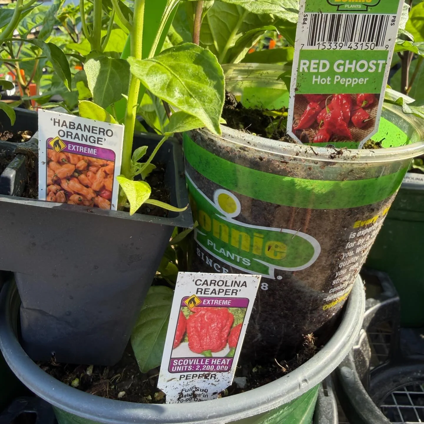Hot peppers are here!
