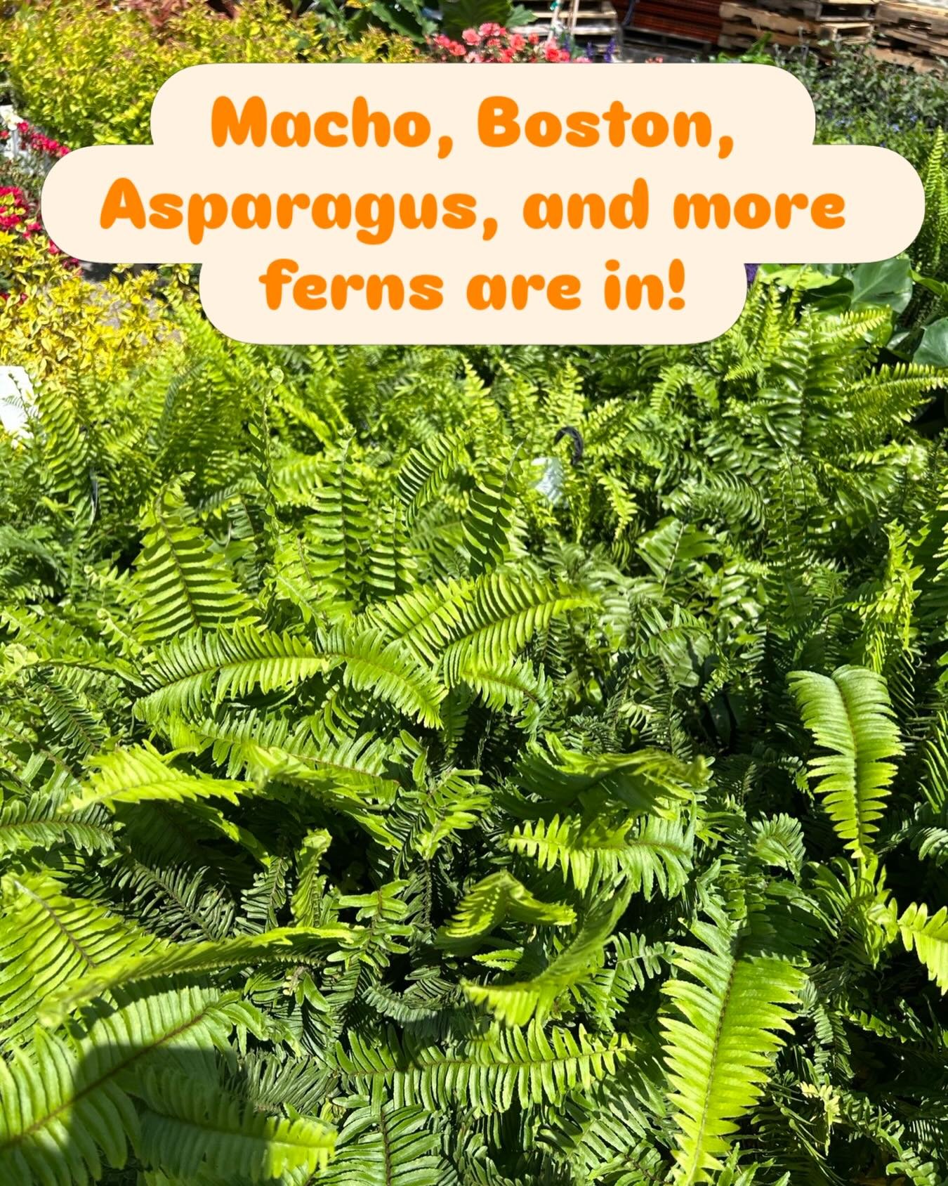 If you like ferns, we&rsquo;re your place! #gardencenter #shoplocal #supportlocal