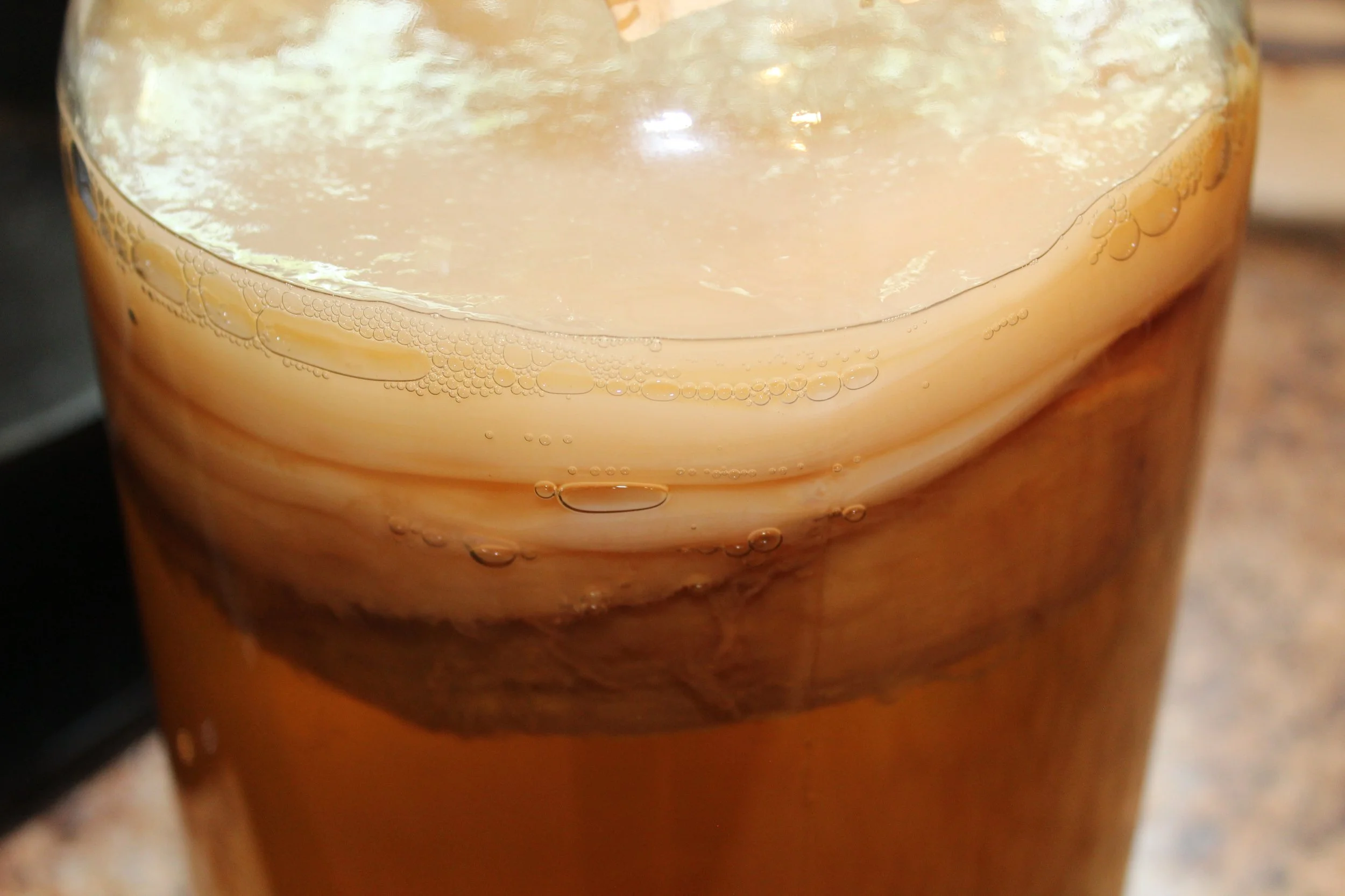 Kombucha SCOBY