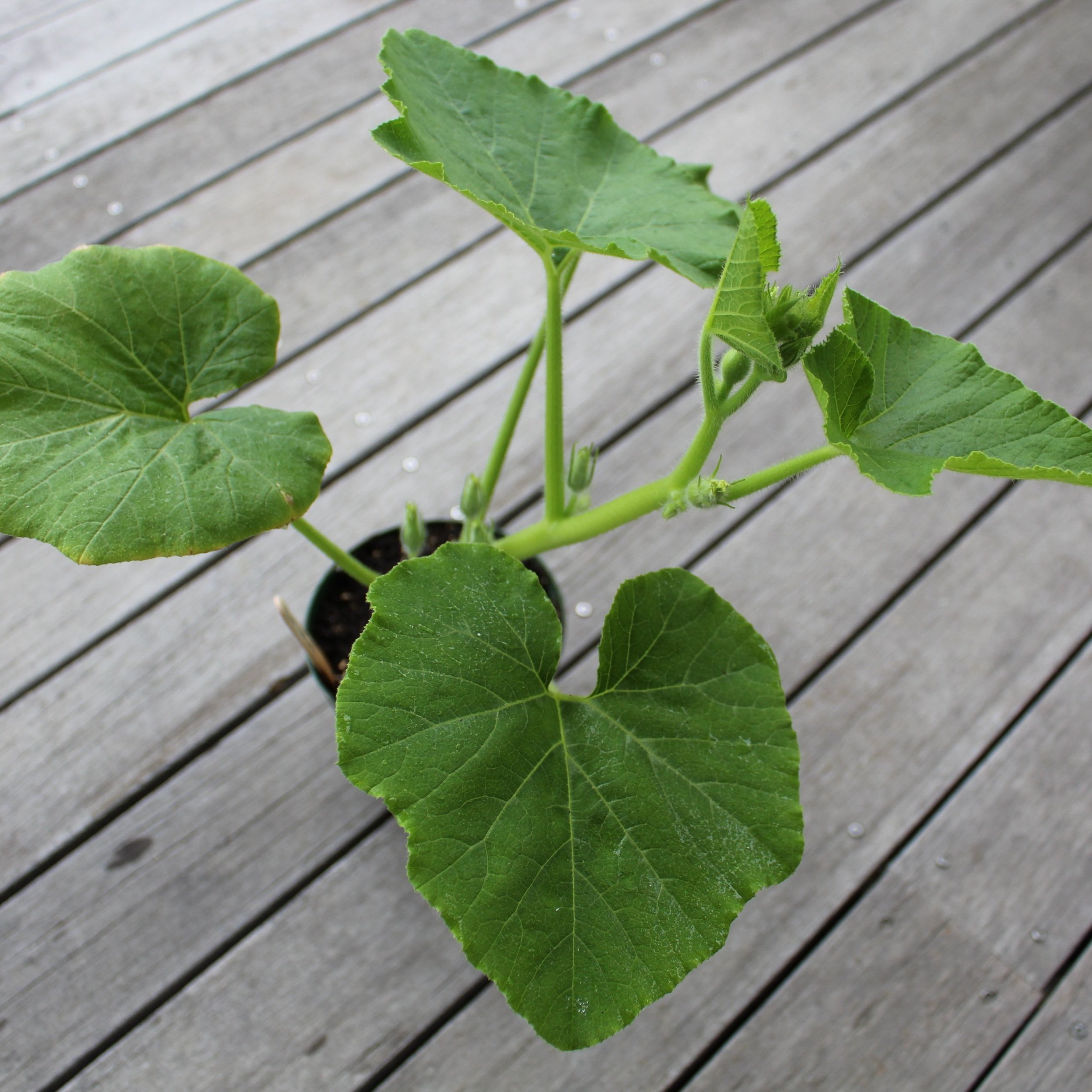 Squash Seedling