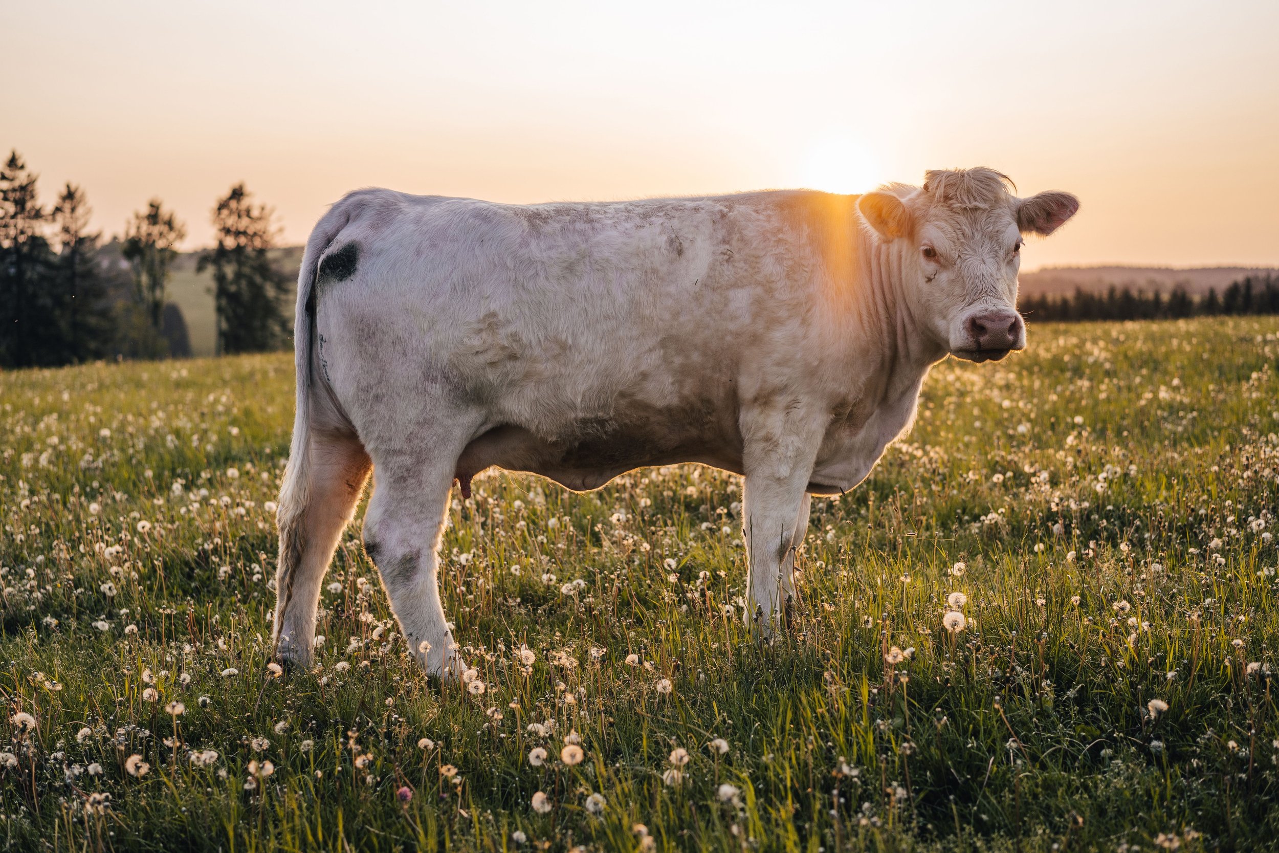 Quarter Cow