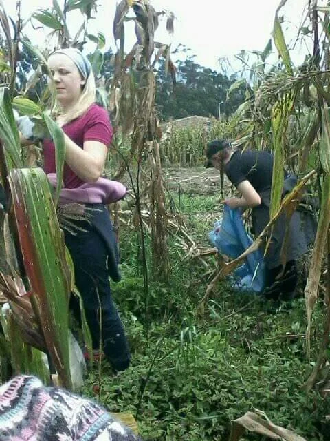 Two women harvesting crops in a field with tall plants, some dried, and a cloudy sky in the background.