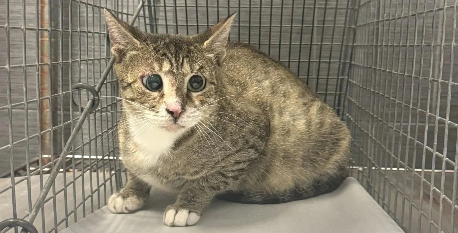 Heartbreak to Hero: Stop the Slaughter of Innocent Strays with TNR