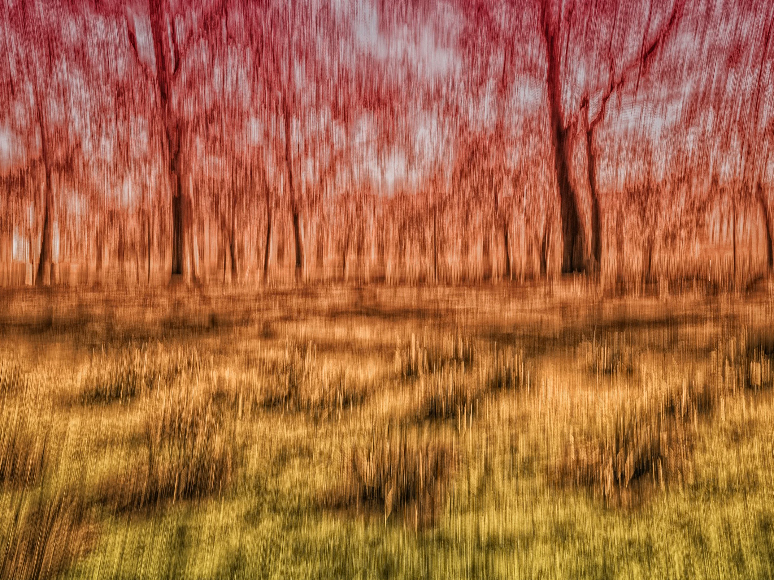 The Joy of Nature – Abstract ICM photograph of trees with warm red and golden yellow tones blending together in motion.