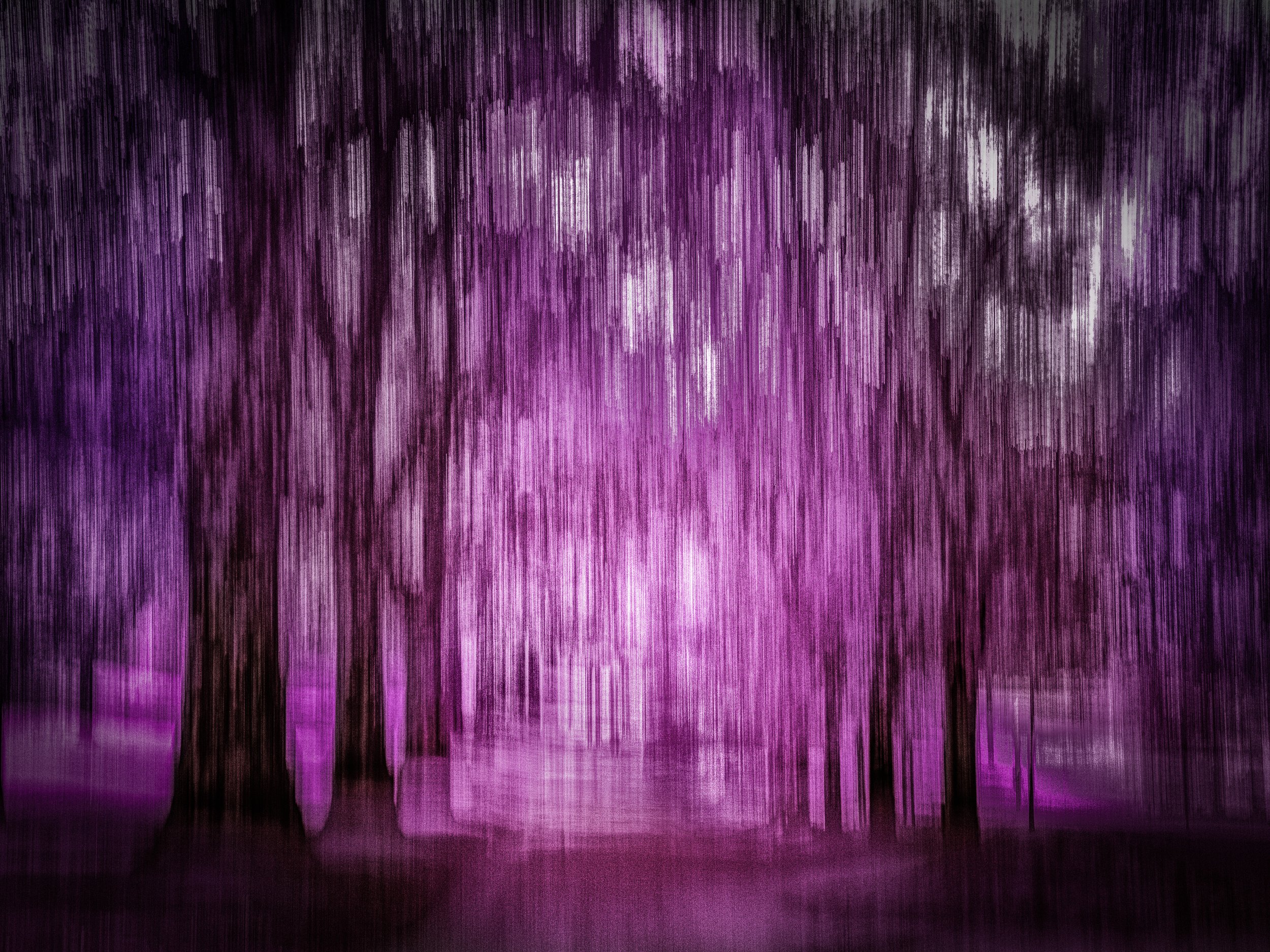 The Violet Path abstract woodland photography in violet and magenta, with vertical tree lines forming a glowing path of light through Intentional Camera Movement.
