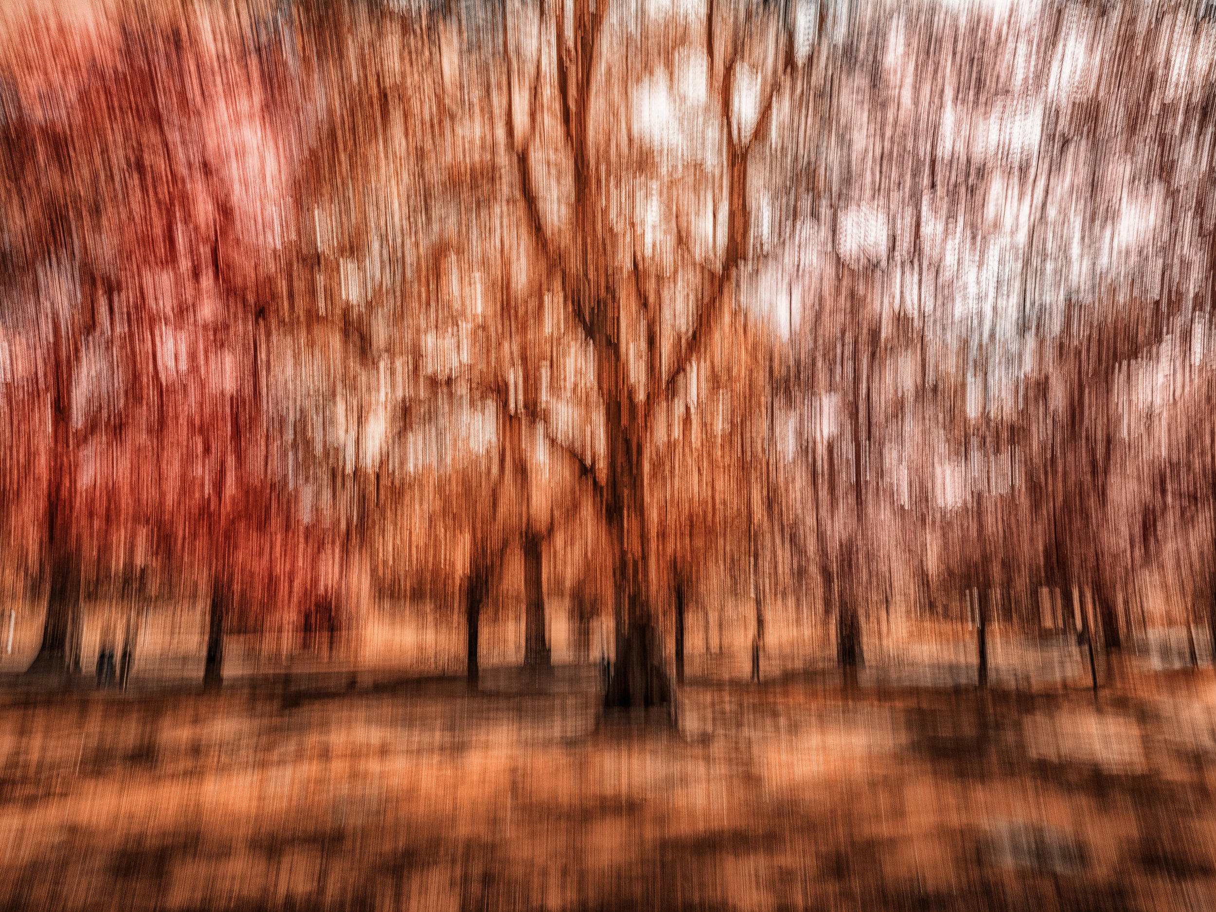 Soul Awakening in Autumn – Abstract ICM photography of autumn trees in motion, with fiery copper tones dissolving into soft pastels and flowing light.