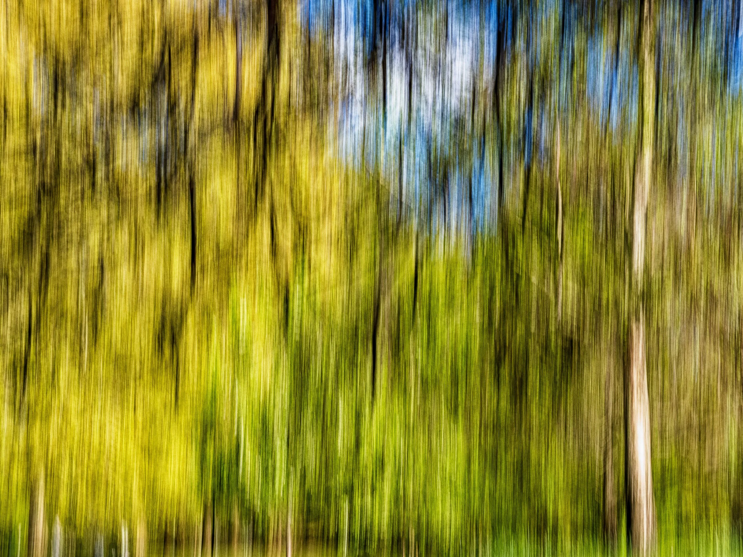 The Dance of the Leaves – Abstract ICM photography of tree crowns in golden and green tones with hints of blue, blurred into vertical motion of early summer light.