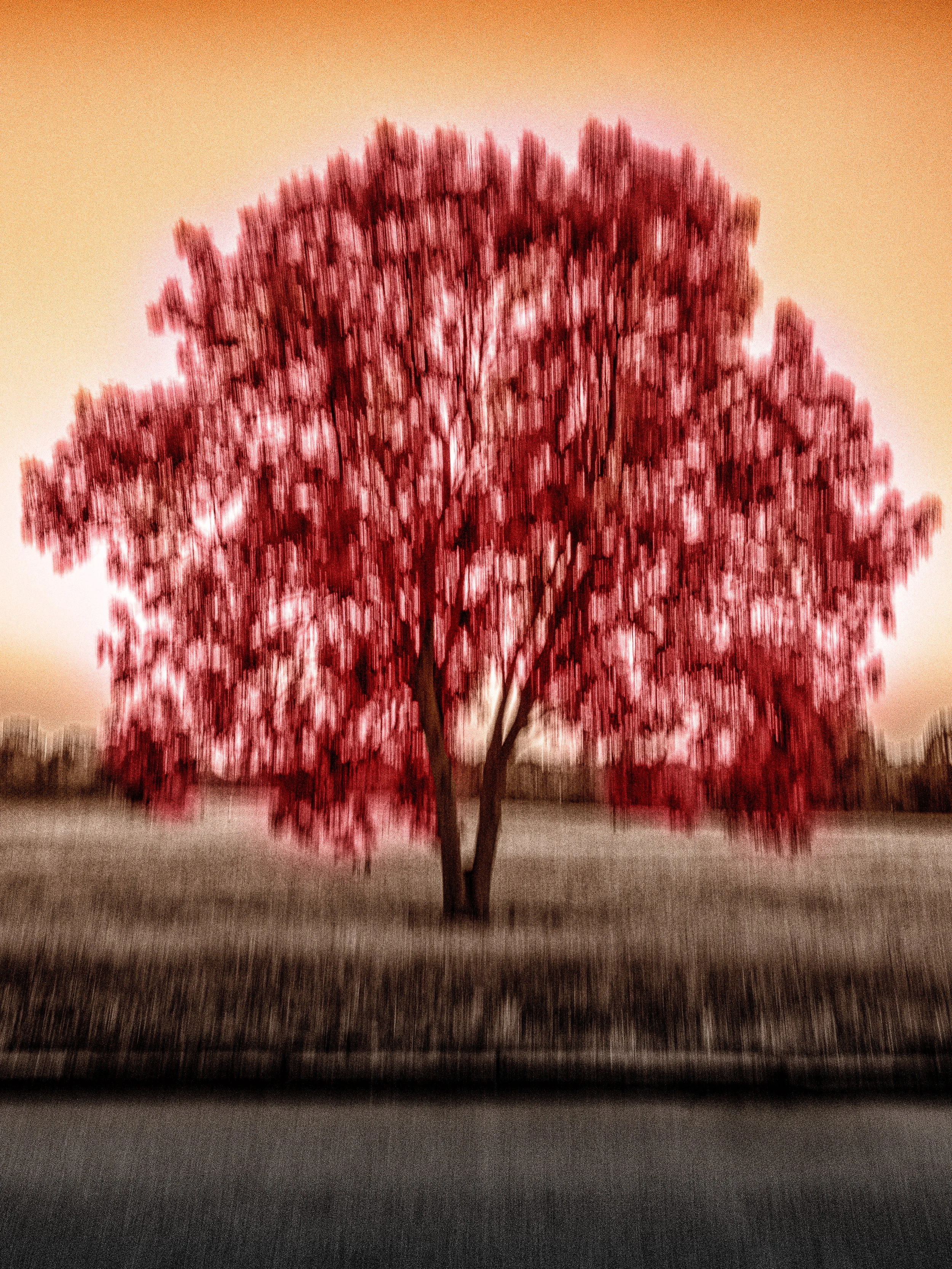 The Tree of Passion -  crimson solitary tree created with ICM photography, its canopy stretching into painterly vertical motion above a quiet landscape.
