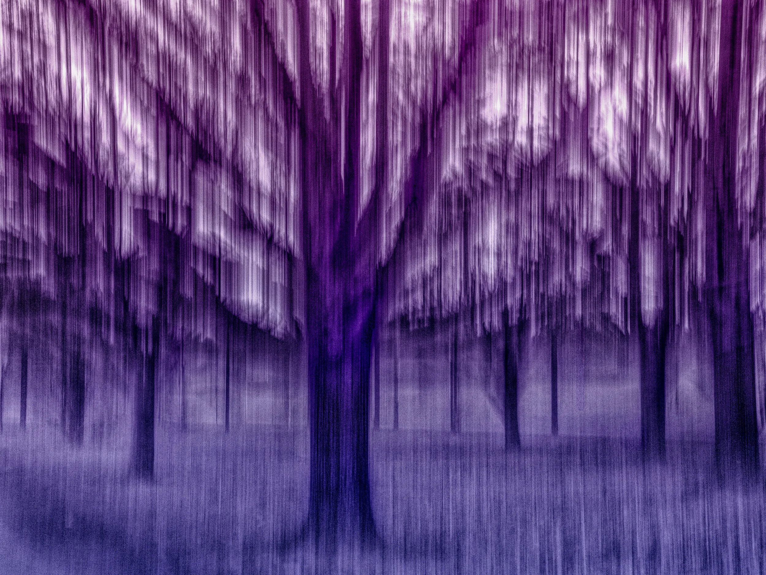 The Soul of Violet Trees – abstract ICM photography of a violet forest with blurred motion and artistic grain, creating a dreamlike, spiritual atmosphere.