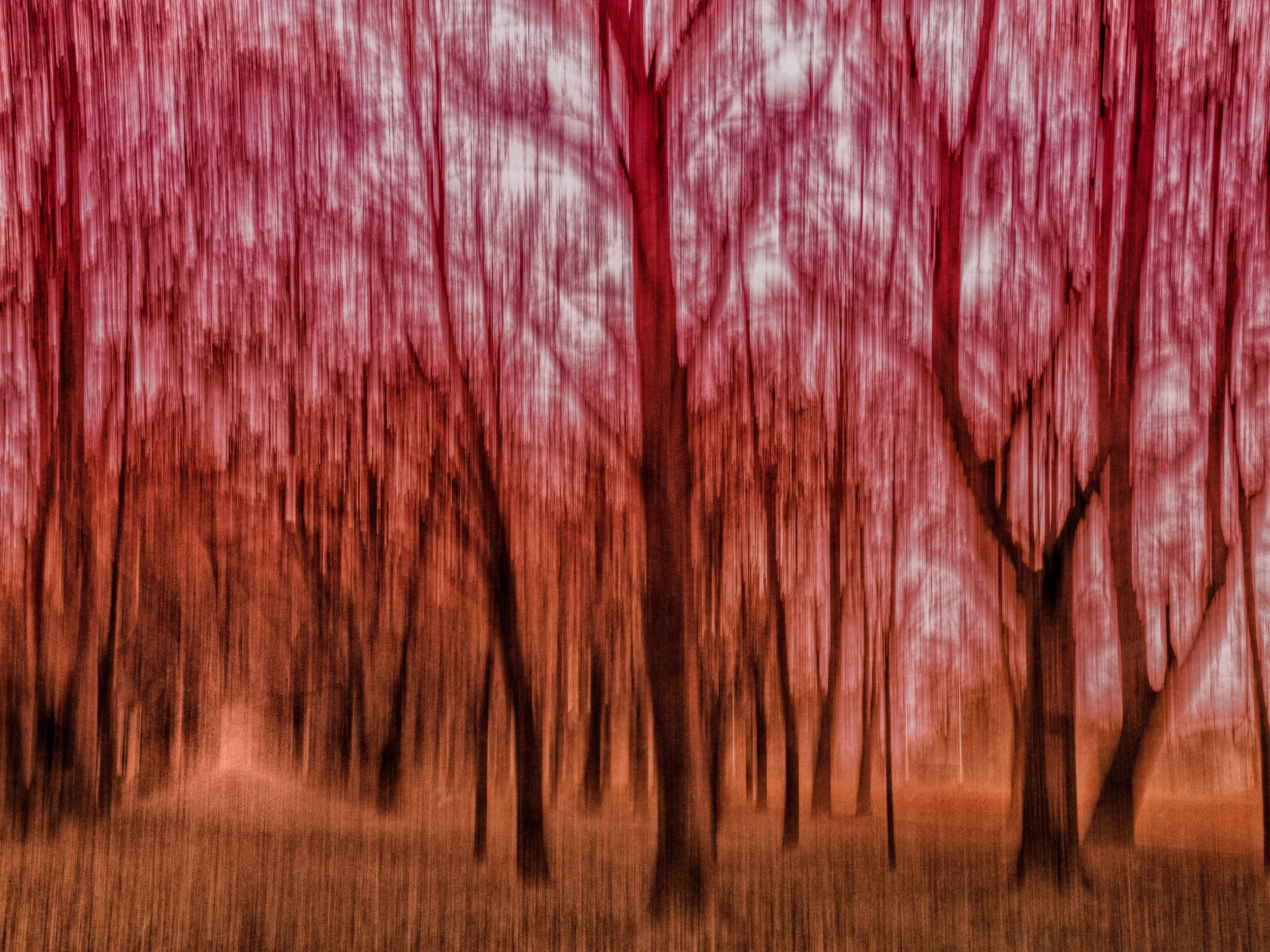 Hidden Path of Fire – Abstract ICM photography of a woodland in fiery reds and oranges with vertical motion blur and a faint path in the background.