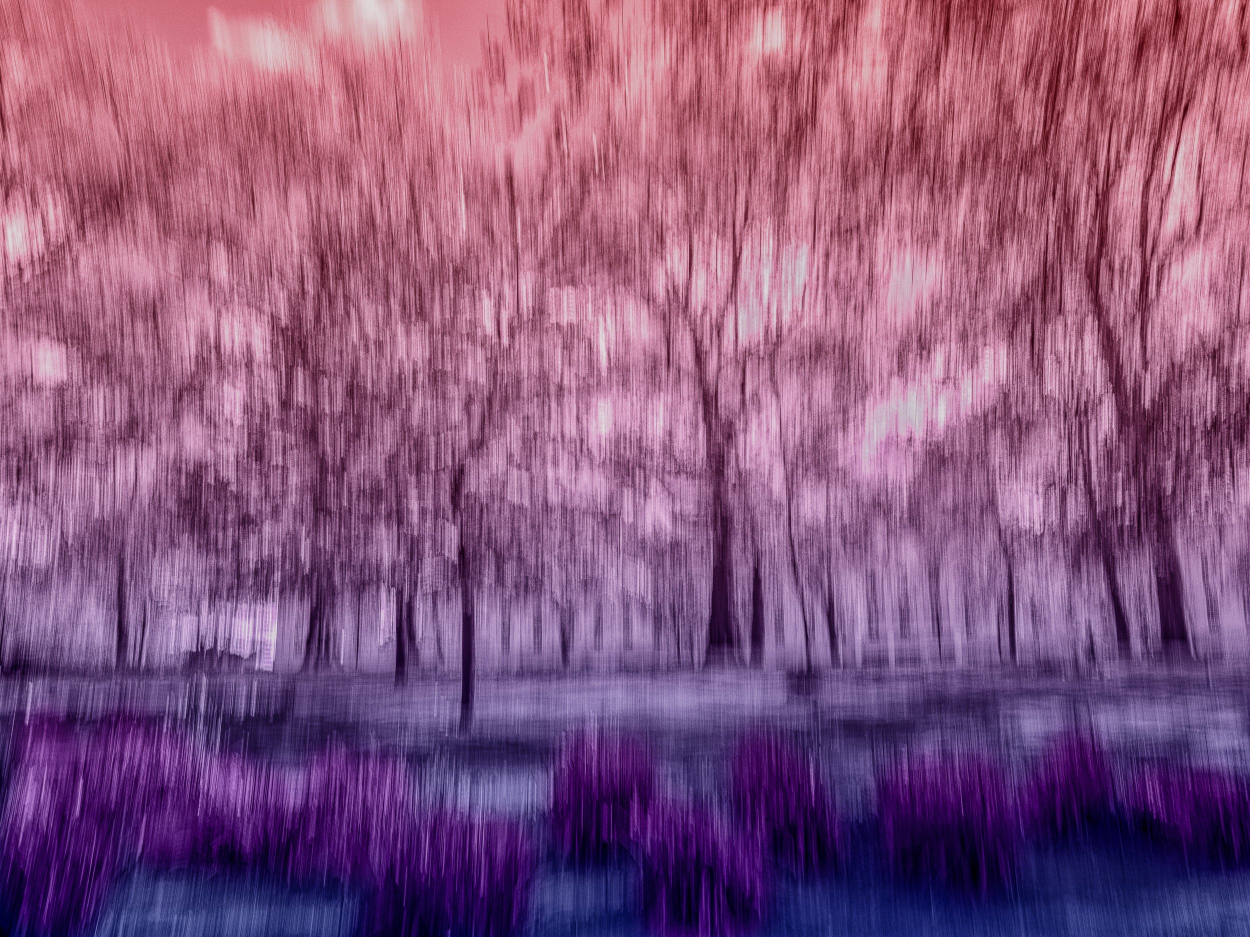 Symphony in Flowing Hues – abstract fine art photograph where crimson, pink, and purple dissolve into indigo, creating a vertical gradient of flowing colour harmony.