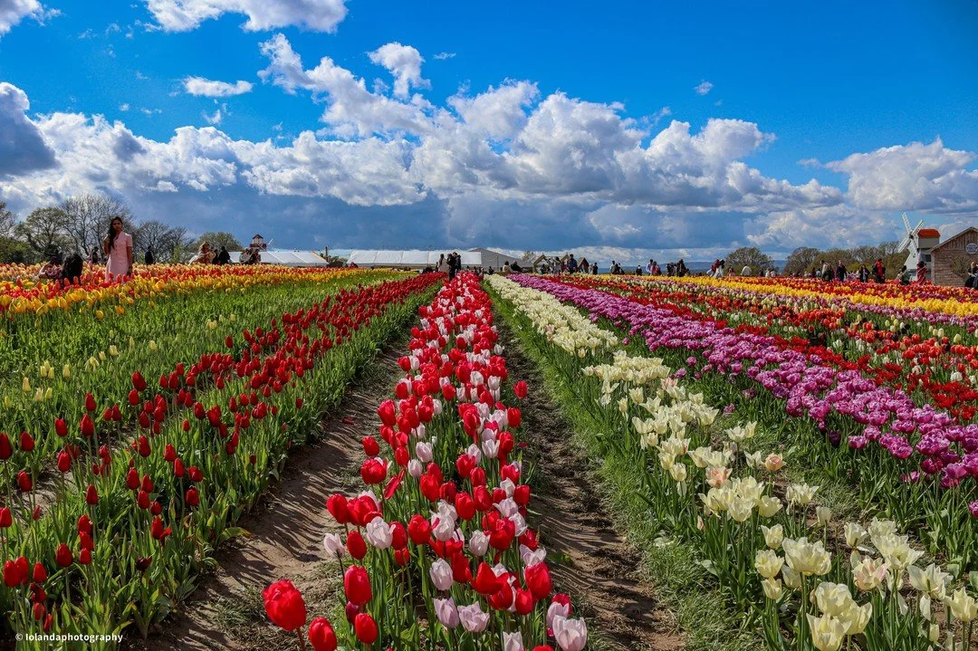 &ldquo;Spring: A lovely reminder of how beautiful change can truly be.&rdquo;&ndash; Unknown

With the talented @judepetersss 😊
#tulips #spring #PicOfTheDay #PhotographyEveryday #Photogram #JustGoShoot #InstaPhoto #PhotographySouls #PhotoOfTheDay #E
