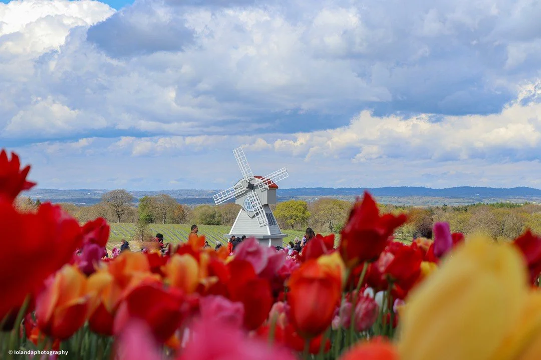 &ldquo;Flowers don&rsquo;t worry about how they&rsquo;re going to bloom. They just open up and turn toward the light and that makes them beautiful.&rdquo;&ndash; Jim Carrey
🌸🌹🌷
#tulips #spring #PicOfTheDay #PhotographyEveryday #Photogram #JustGoSh