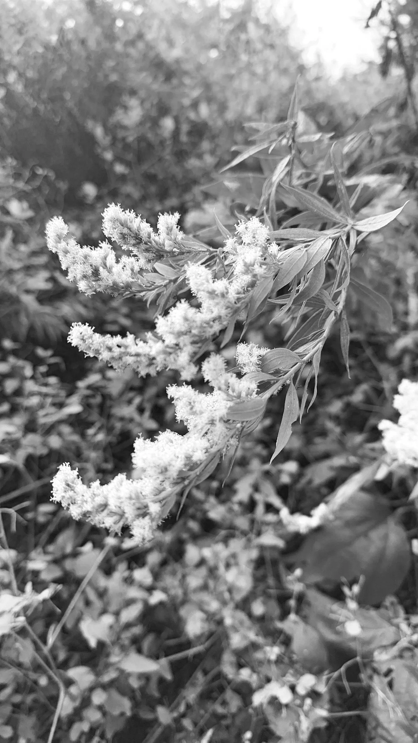 Plant photo