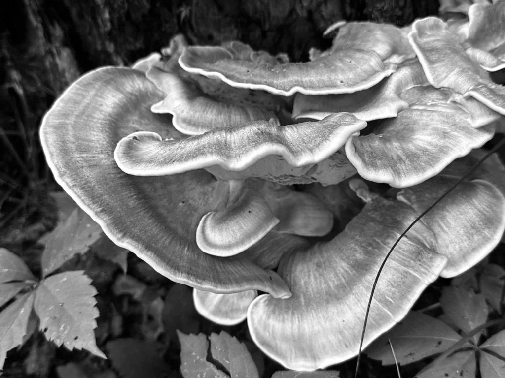 Mushroom photo