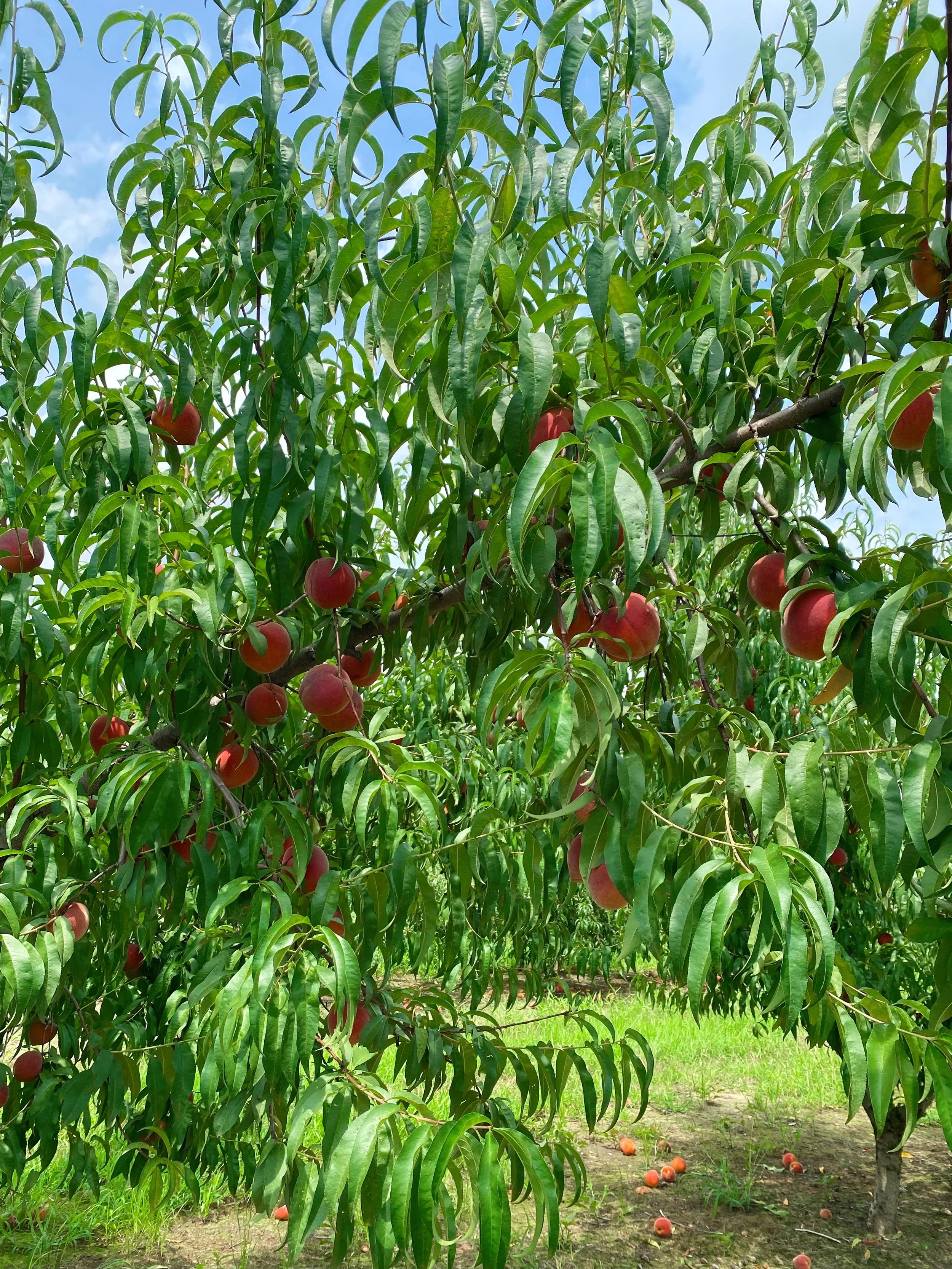 Reeves Farm
