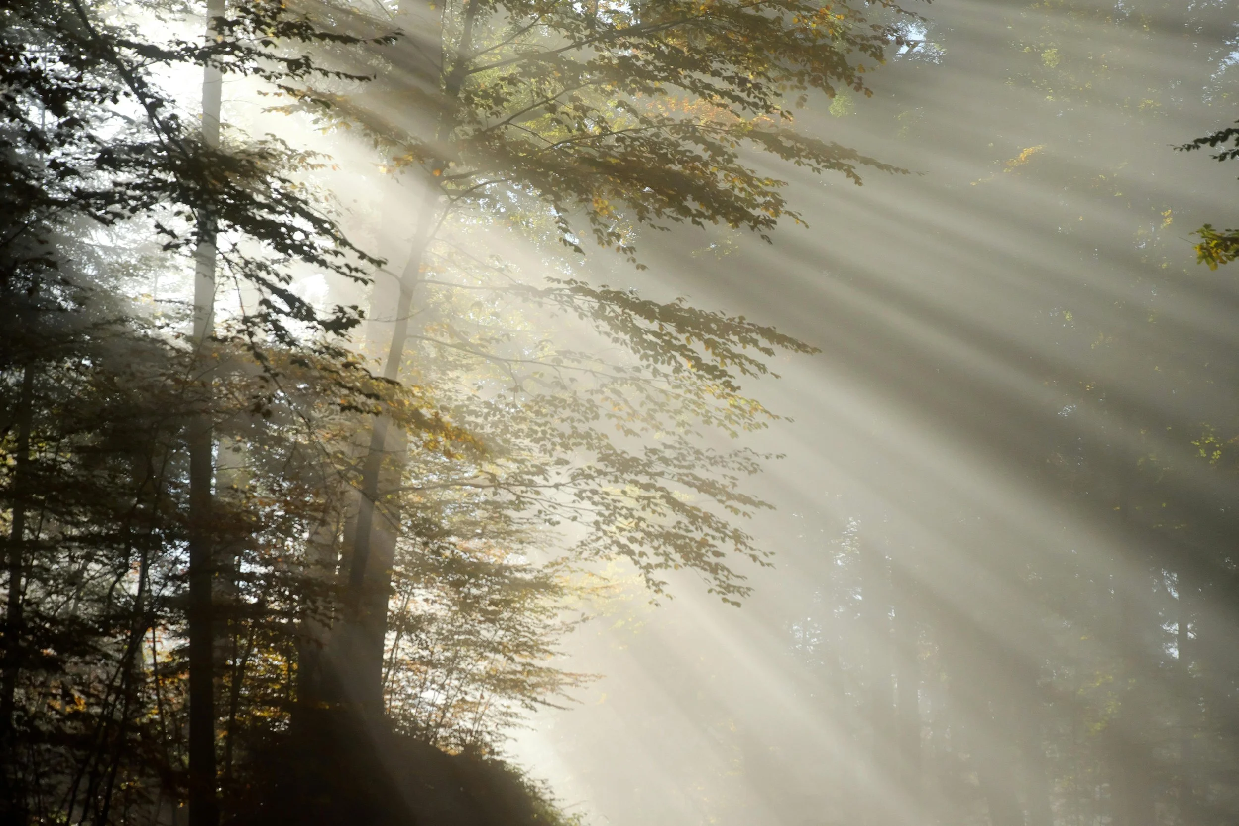 Forêt avec lumière du soleil filtrant à travers les arbres