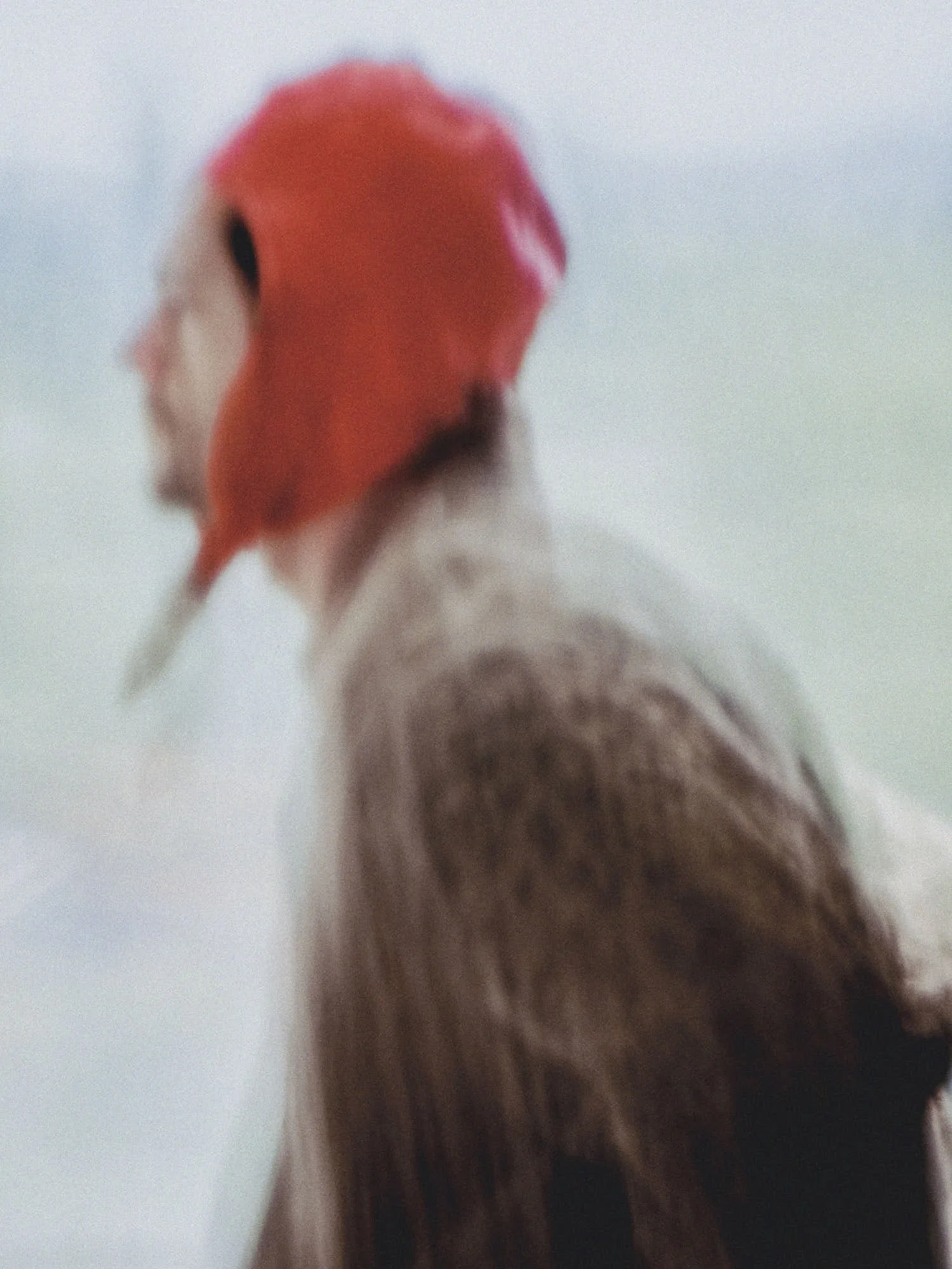 THE GREATEST MAGAZINE 

SAM SALTER SHOT BY OLLIE RADFORD
