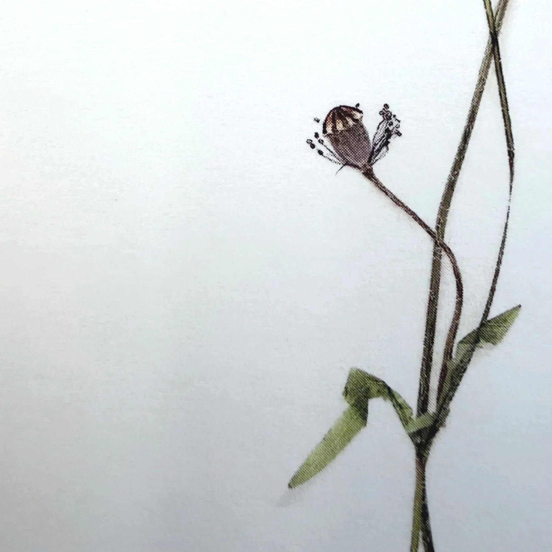poppy-study-card-close-up-pod.jpg