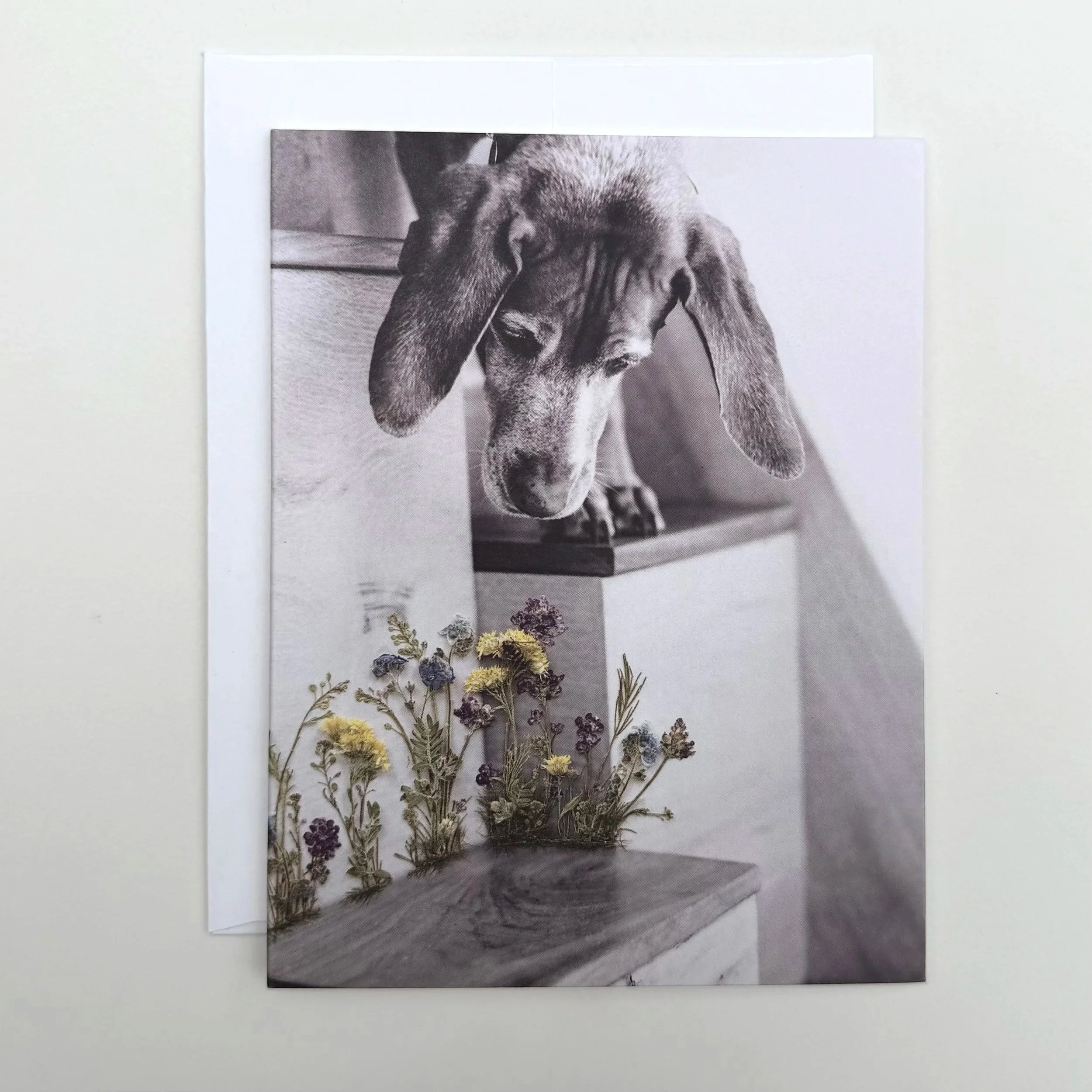 Dog and Bee | 5 Card Set