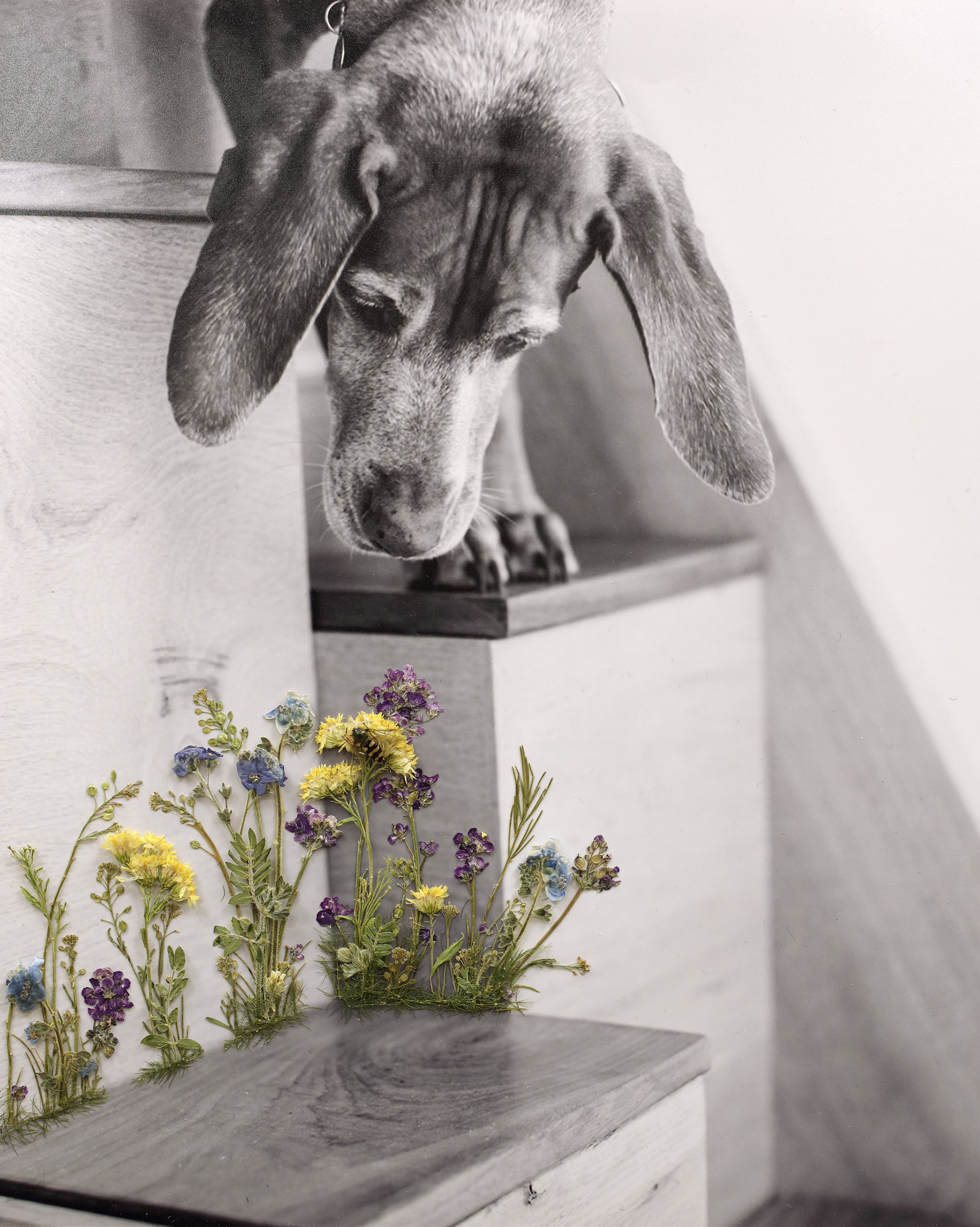 image of a dog's head focused on flowers coming out of a step and a bee sitting on one of the flowers