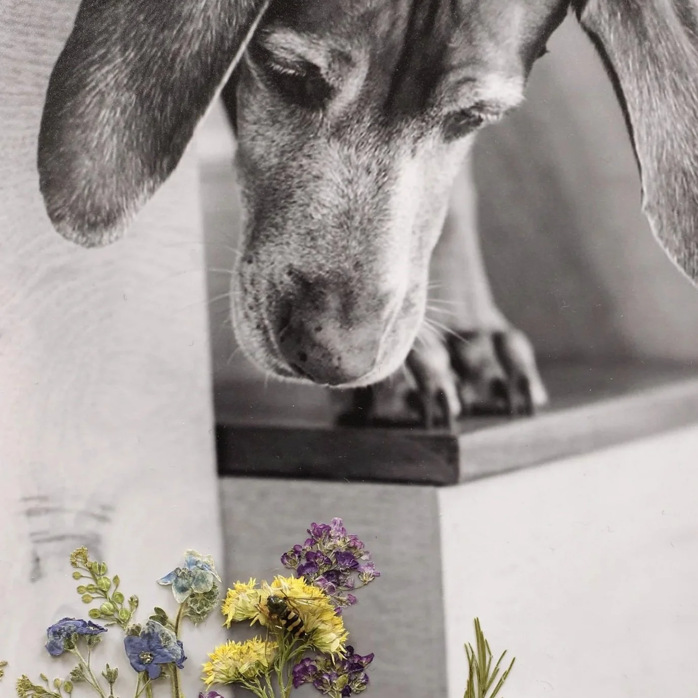 vizsla-dog-flowers-archival-art