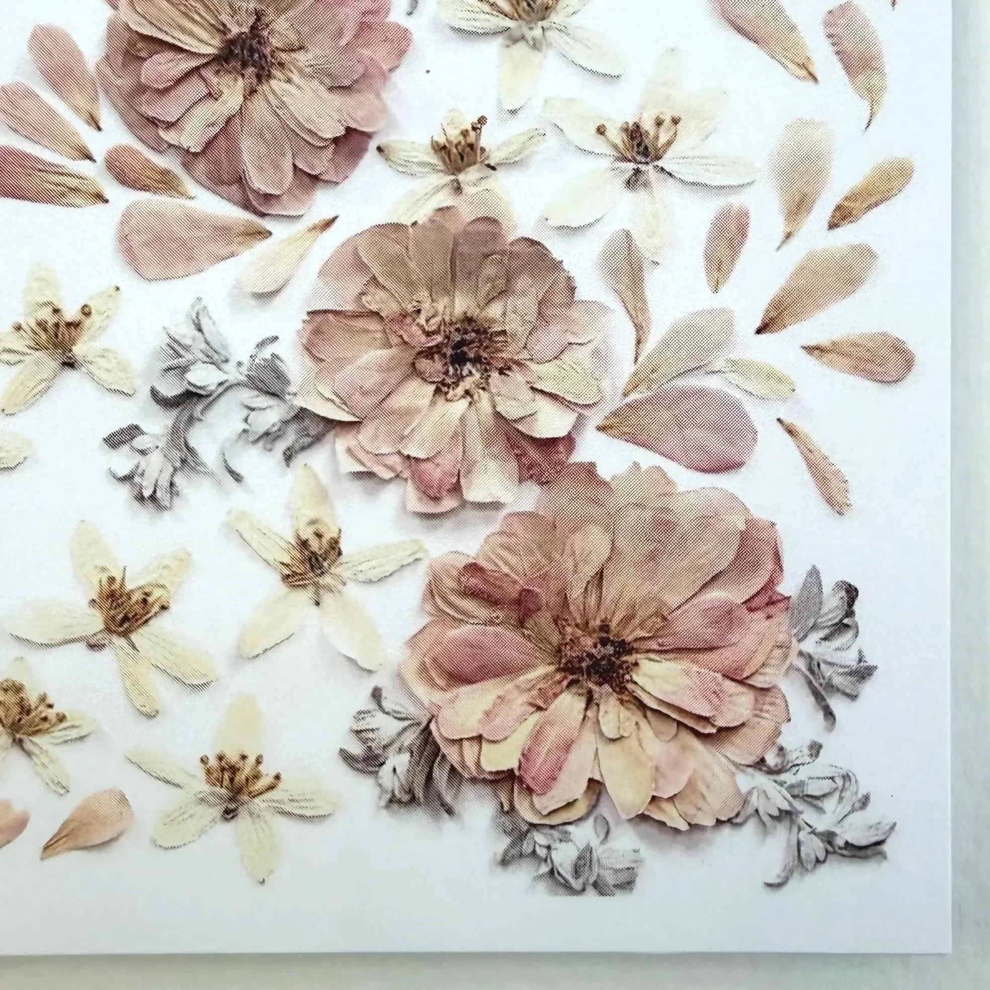 blush-pink-miniature-rose-pressed-card.jpg