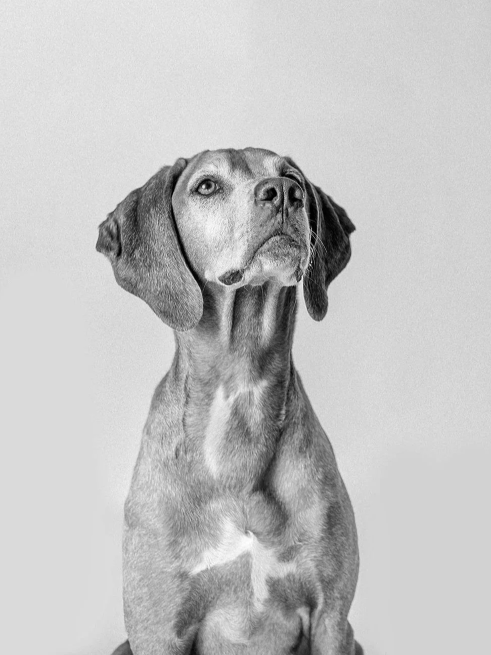 Black and white photo of a vizsla dog, sitting against a plain background.