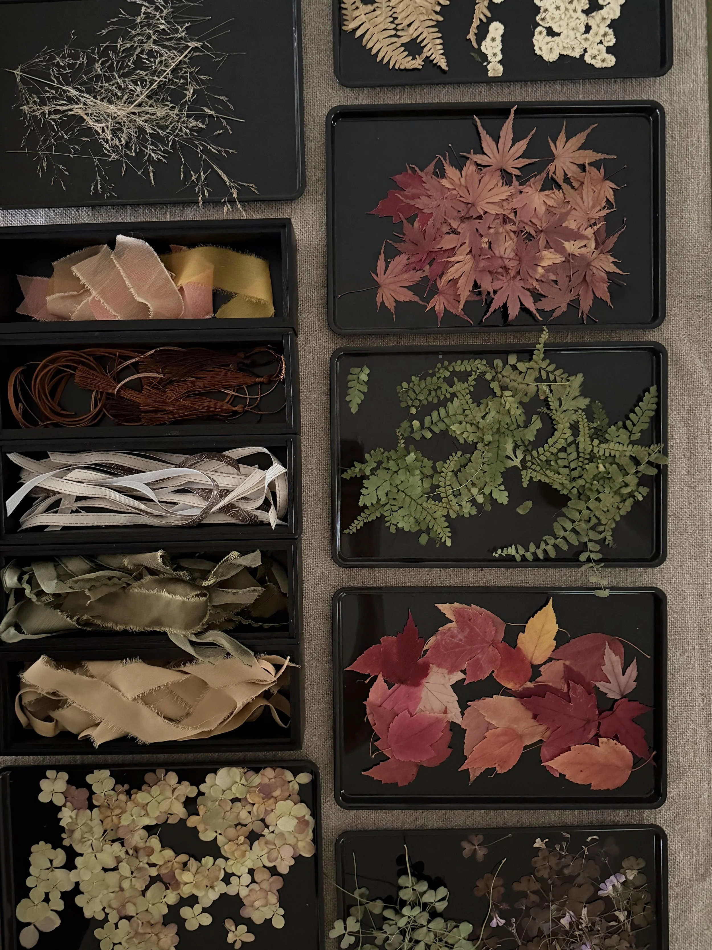 Collection of pressed and dried leaves, flowers, and botanical specimens arranged on black trays.
