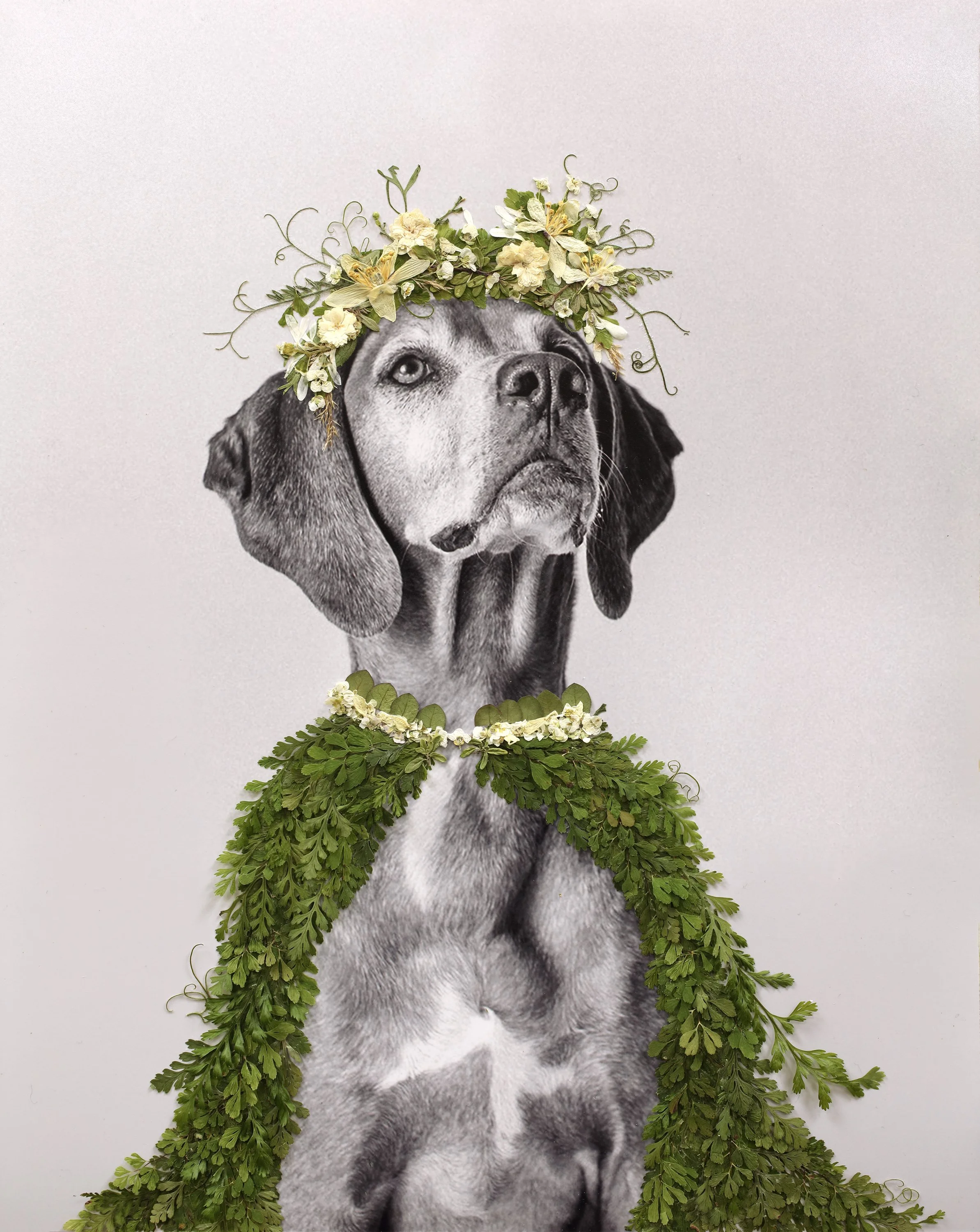 a black and white photo of a dog adorned with a green and white flower crown and a daisy flower necklace and fern covered mantel