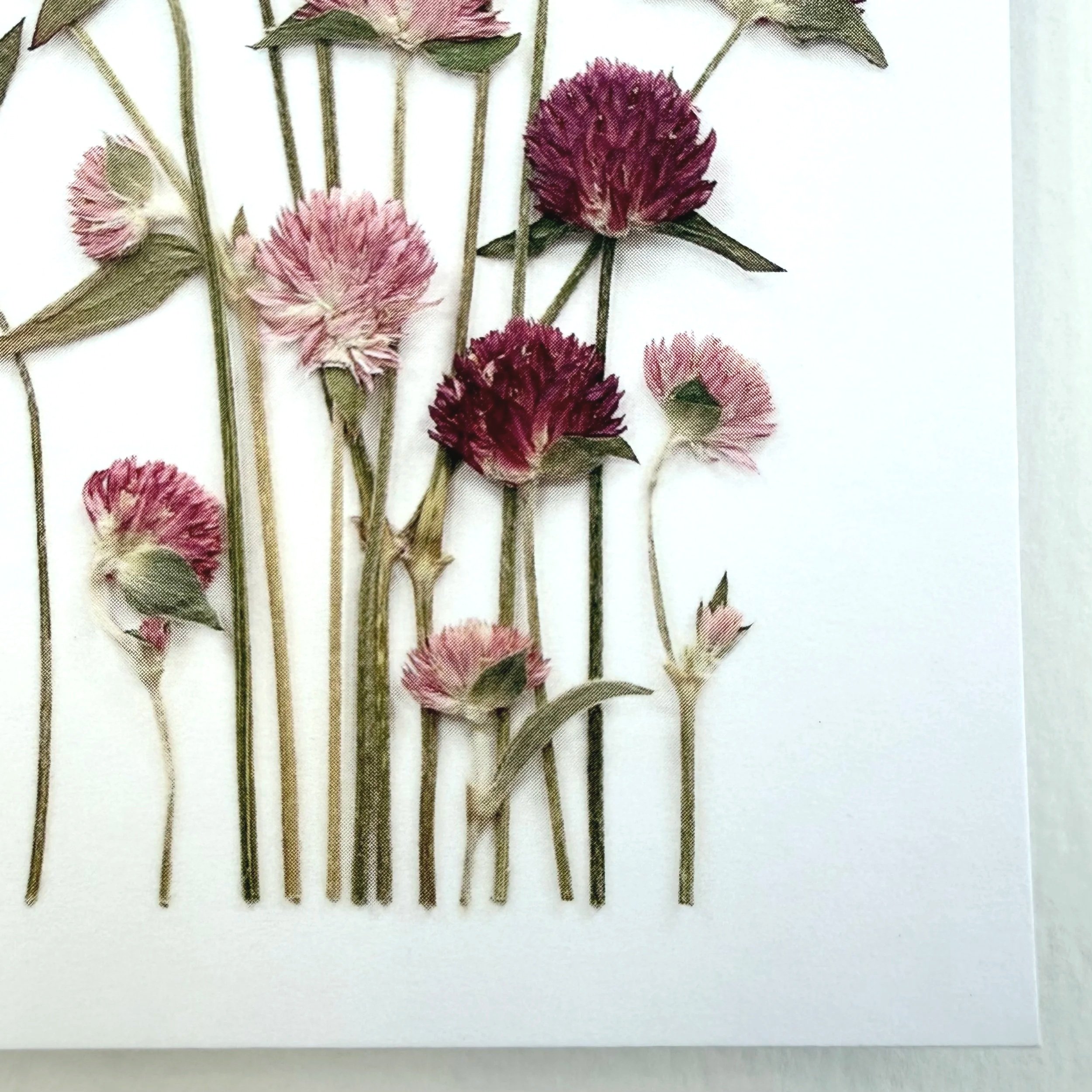 close-up-pressed-globe-flower-front-card.jpg
