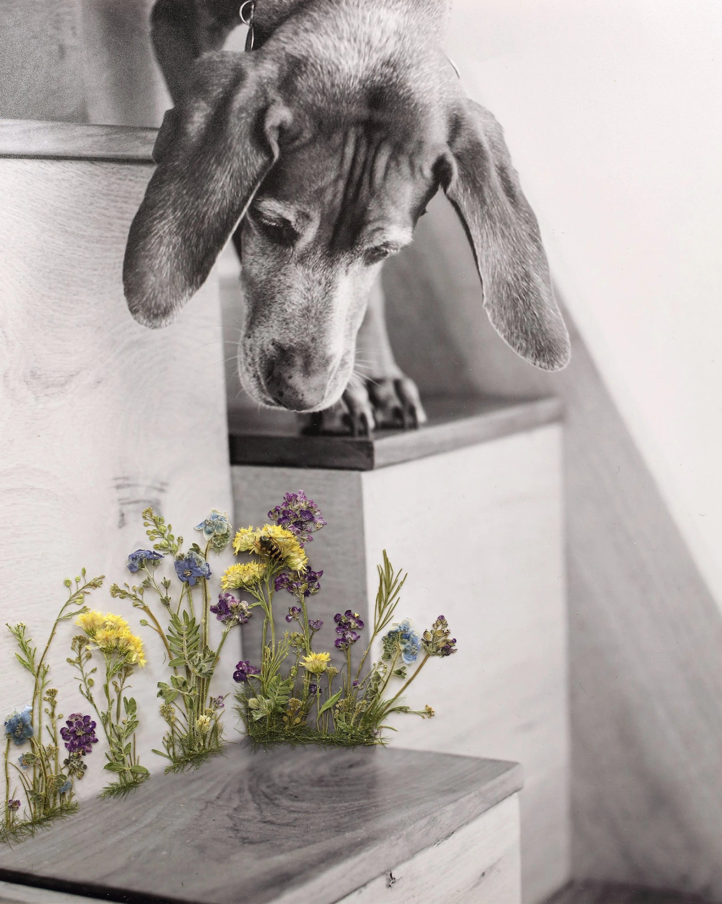 Flower Bee Dog Art Print