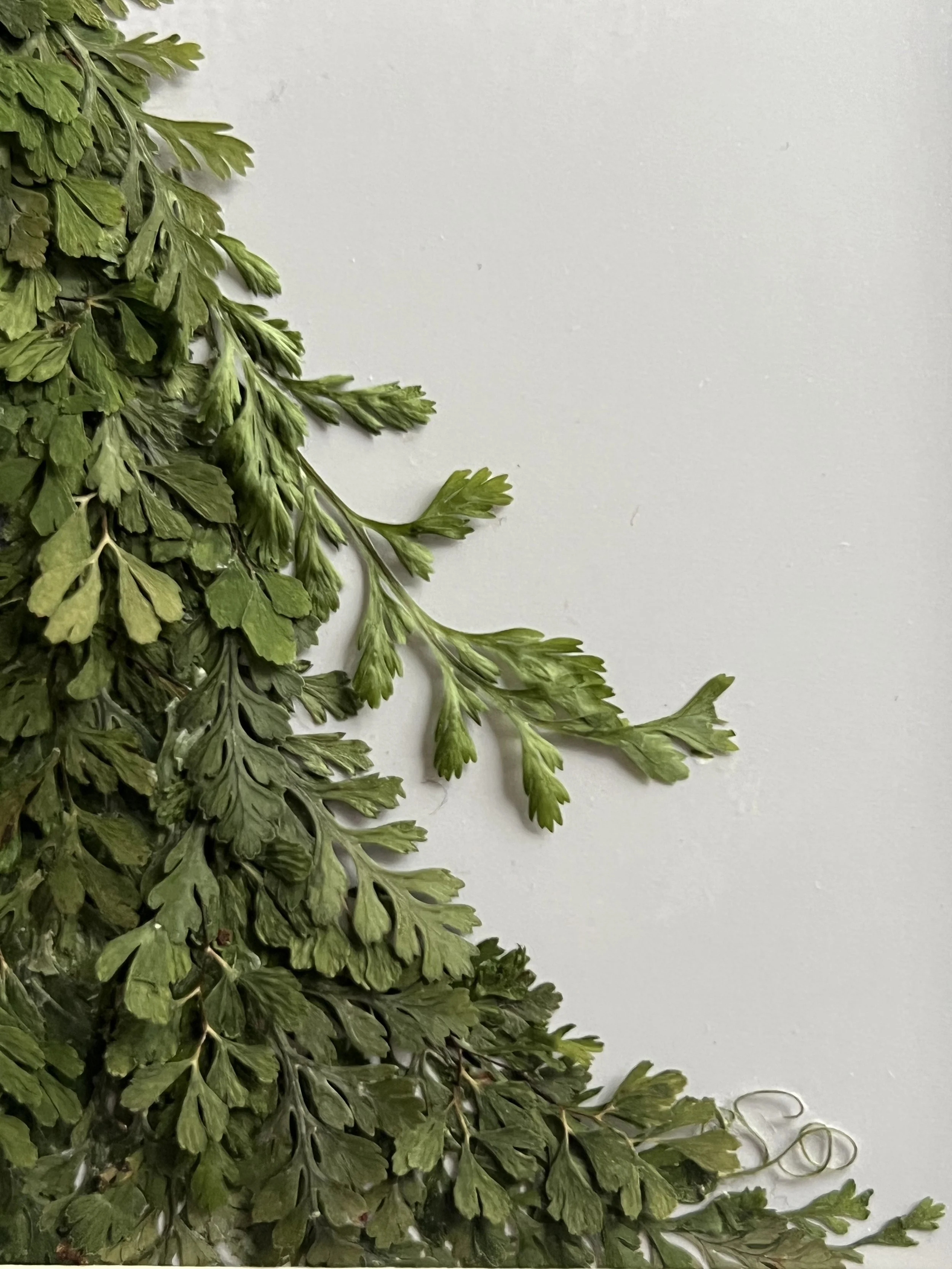 pressed-fern-mantle-layered