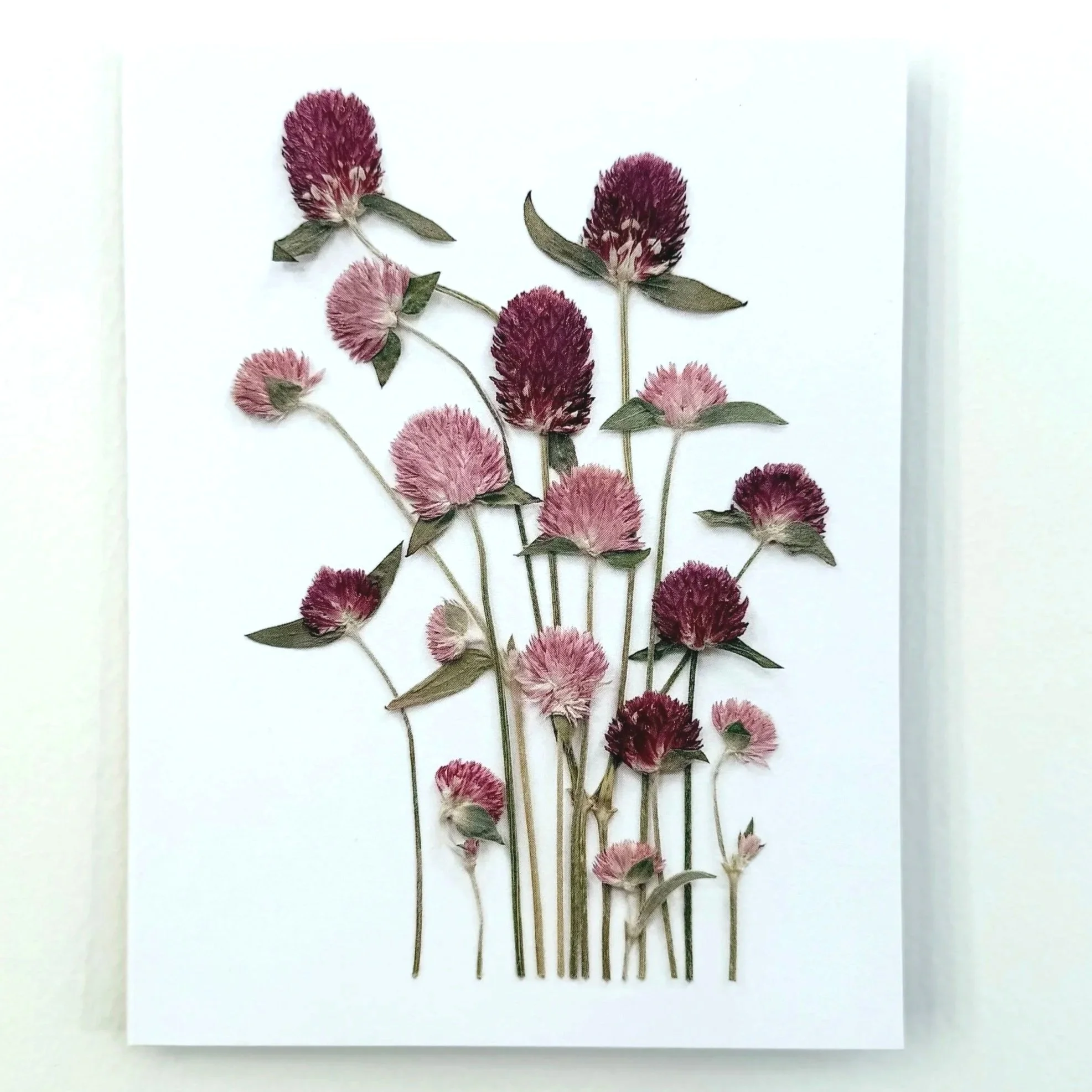 globe-amaranth-pressed-flower-card-front.jpg