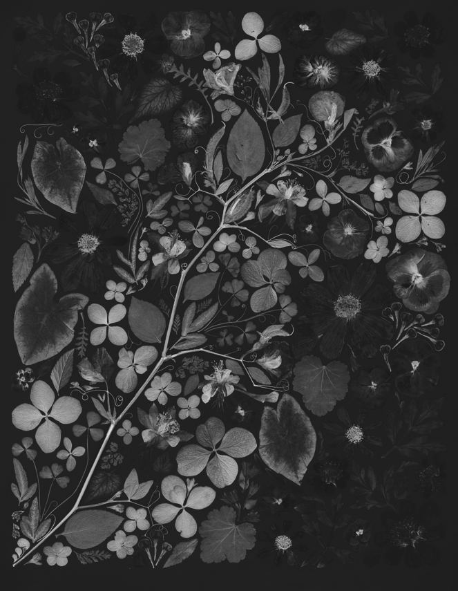 black-white-pressed-flower-art