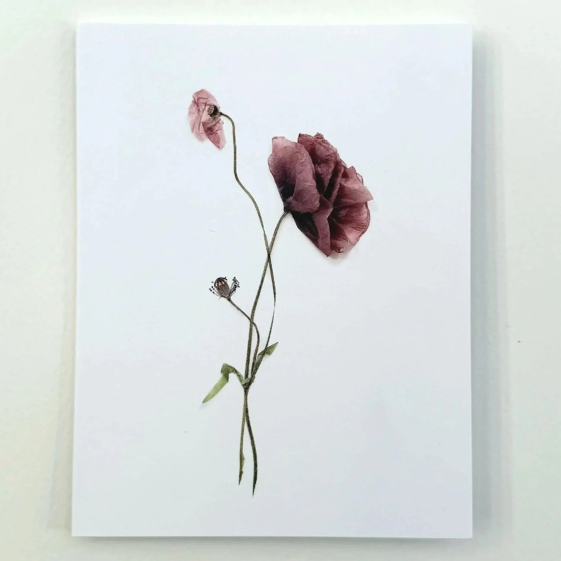 Poppy Study | 5 Card Set