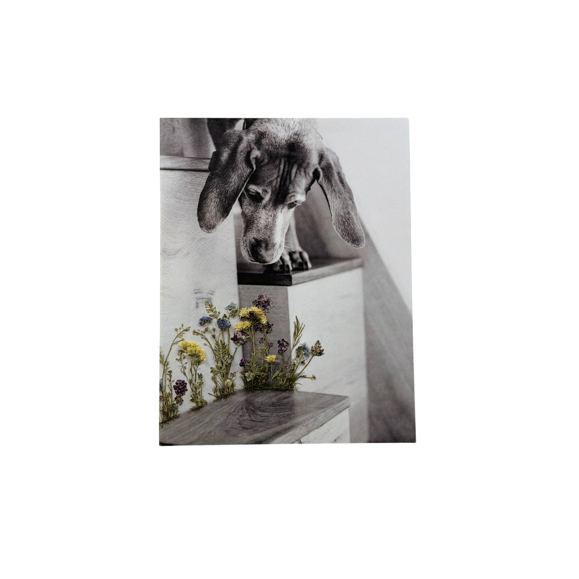 Vizsla Dog and Flowers | 5 Card Set