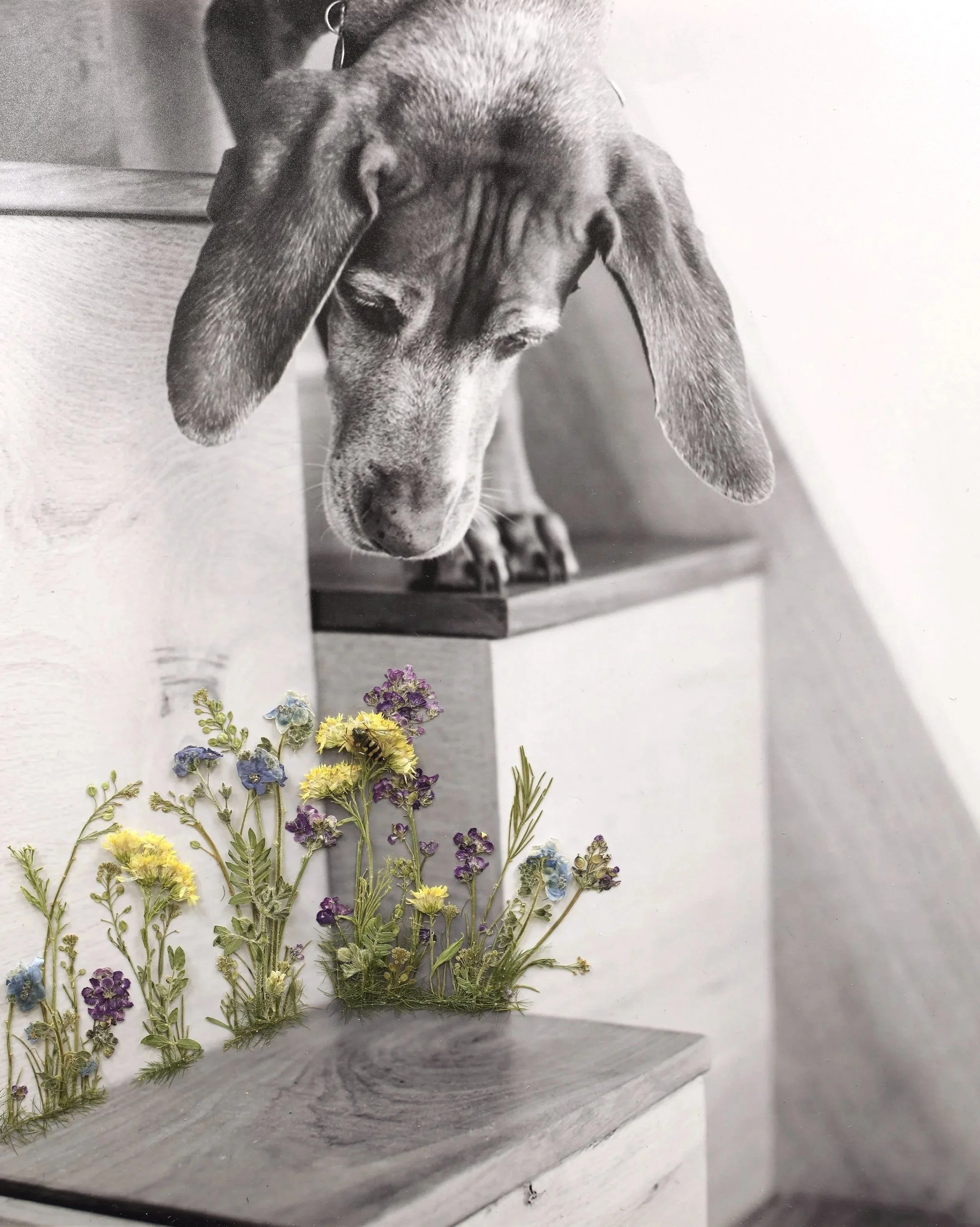 vizsla-dog-art-archival-prints.jpg