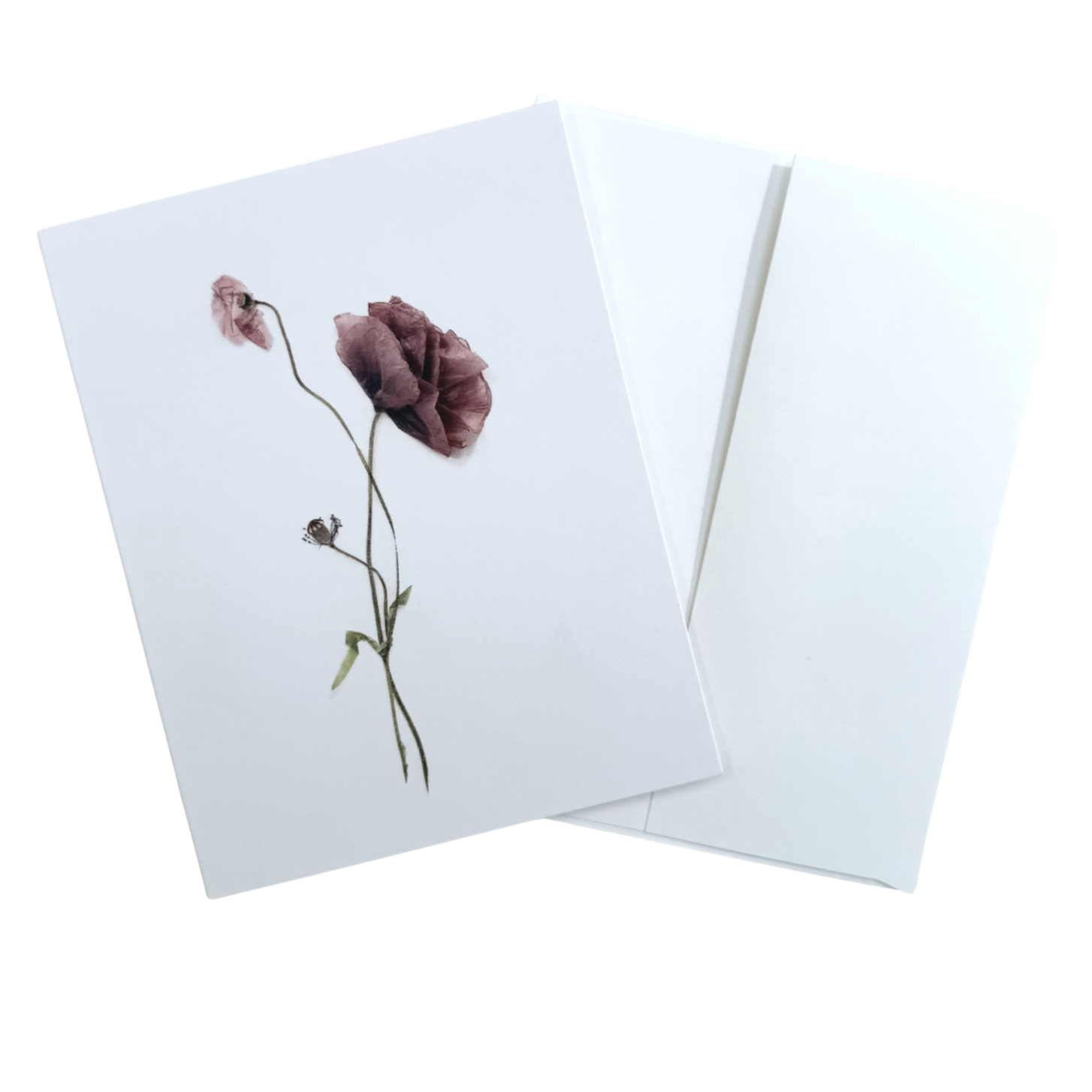 Poppy Study | 5 Card Set