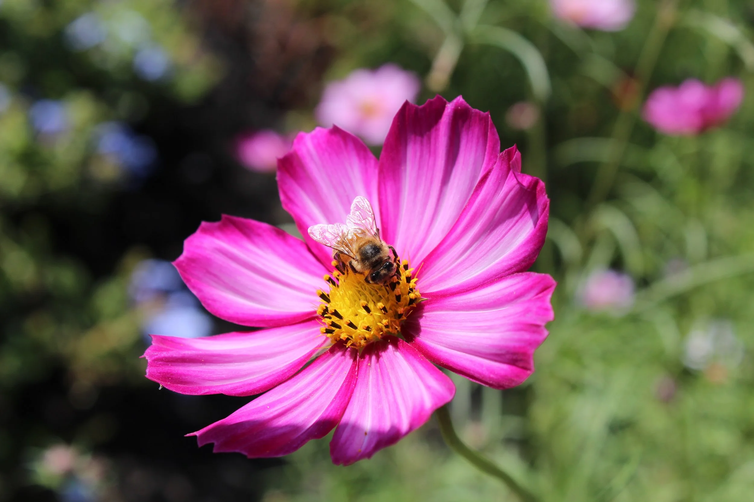 Edison Scott Bee.JPG