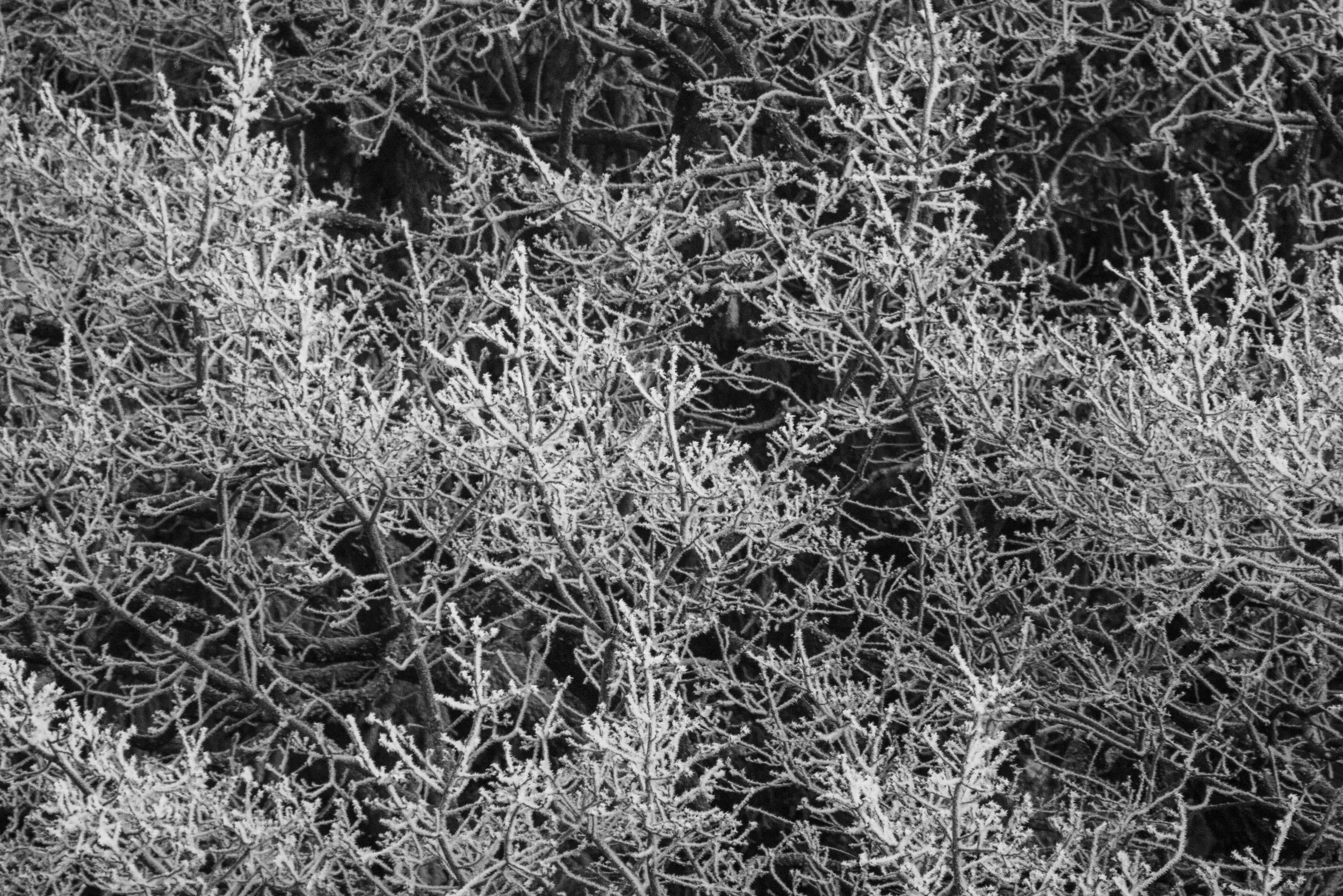 Snow photography series, Nader Naderpour’s poem and Abbas Kiarostami’s Snow, black and white trees and snow, poetic, misty atmosphere, composition, lighting, subtle natural details, Snowfotografie, poetische, neblige Atmosphäre, black and White photo