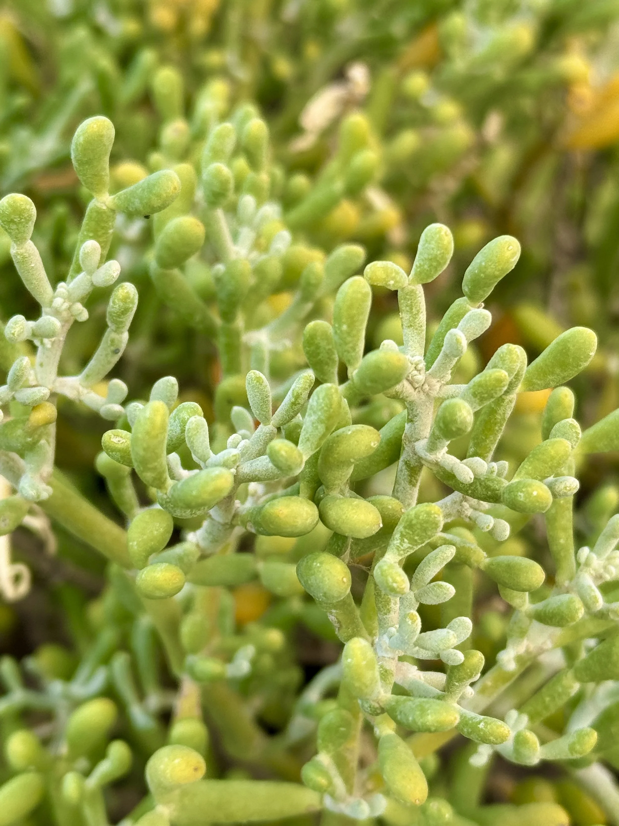 Close-up of green succulent plants with cylindrical leaves.