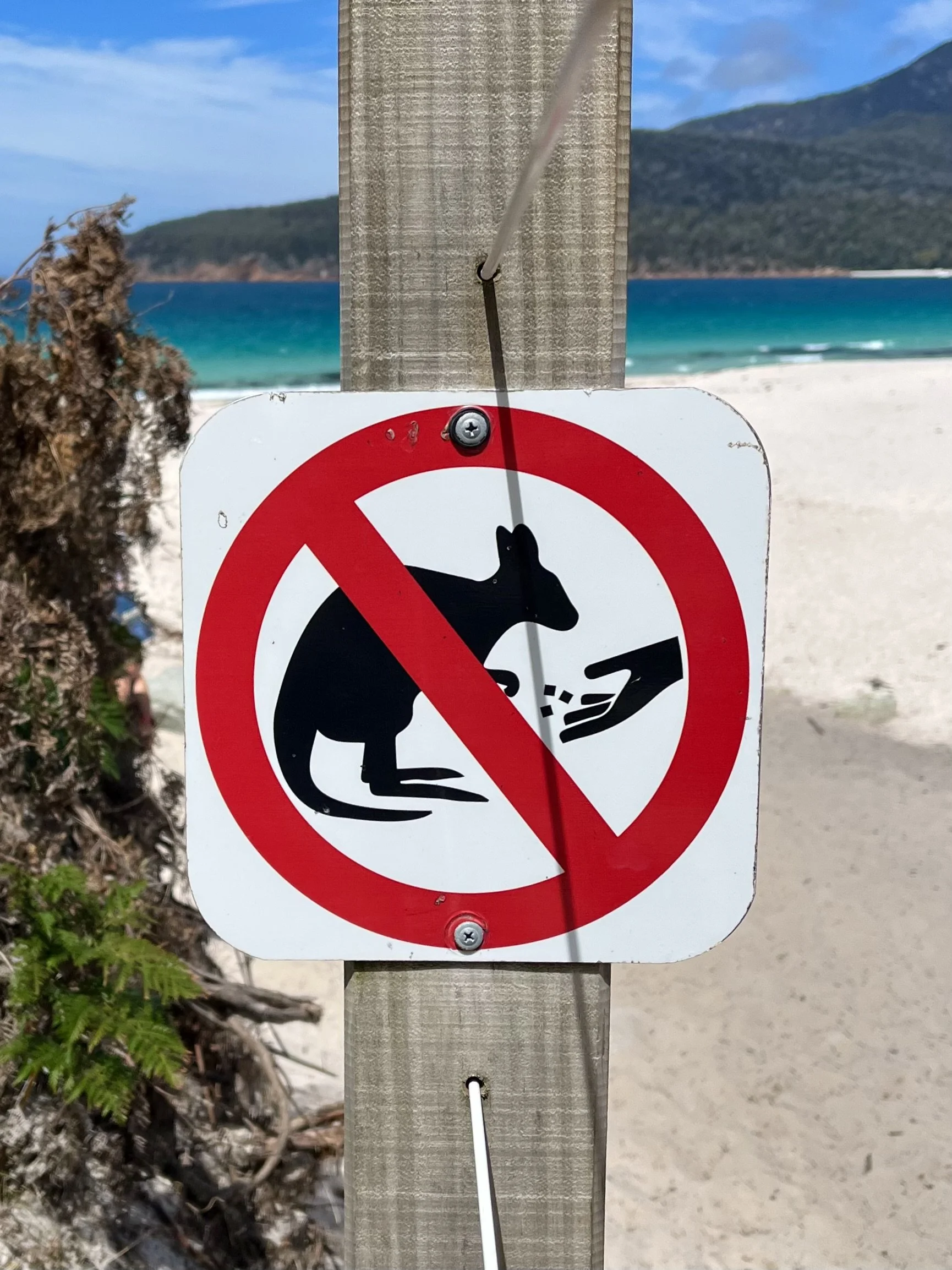 A "Do Not Feed Animals" sign on a beach with a mountain in the background.